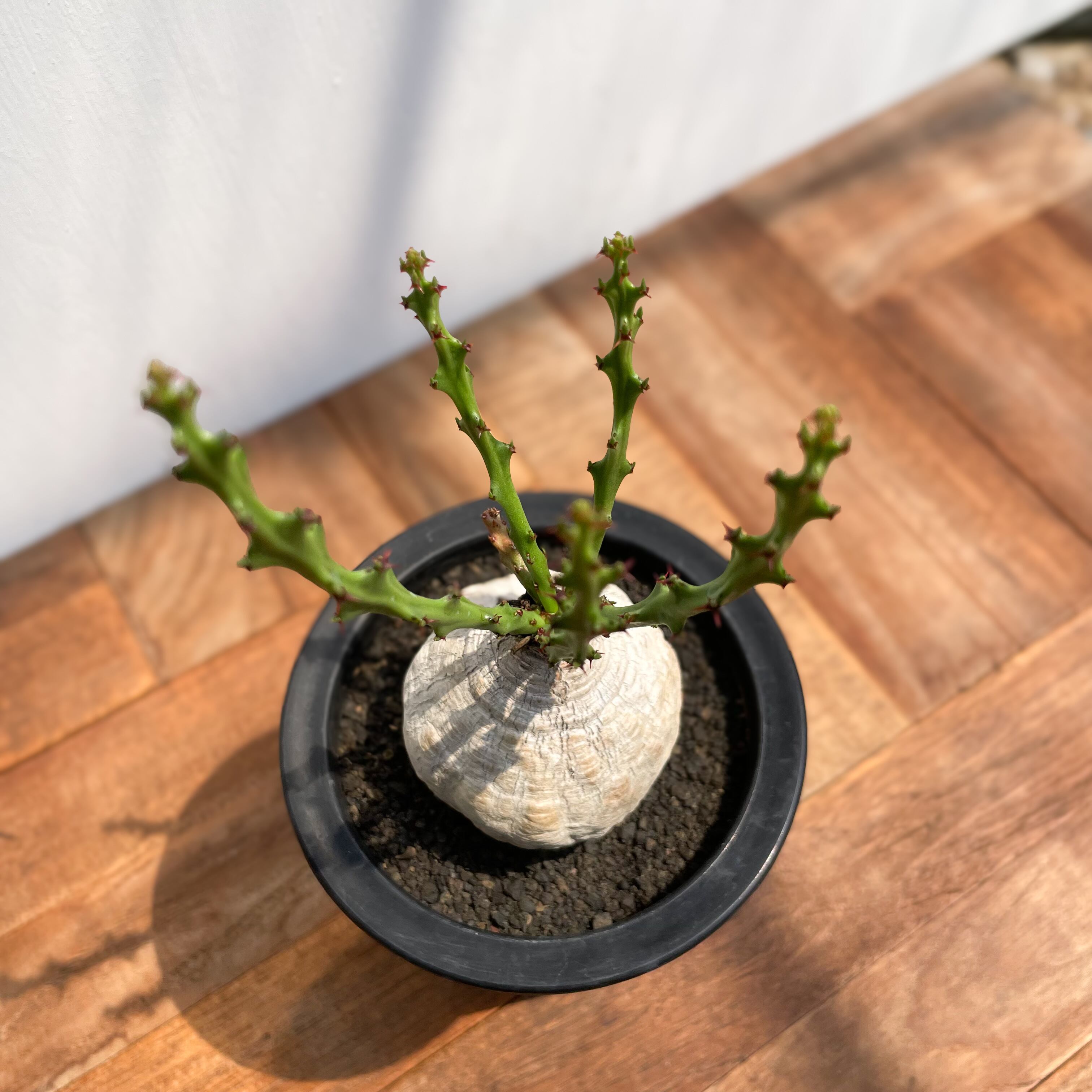Euphorbia decidua【ユーフォルビア・デシドゥア・蓬莱島】 | RIMO'S