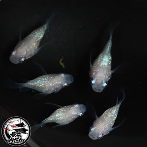 〖1ペア〗ピンクサファイヤダルマ松井ヒレ長メダカ 成魚 1.5～2cm｜改良メダカ