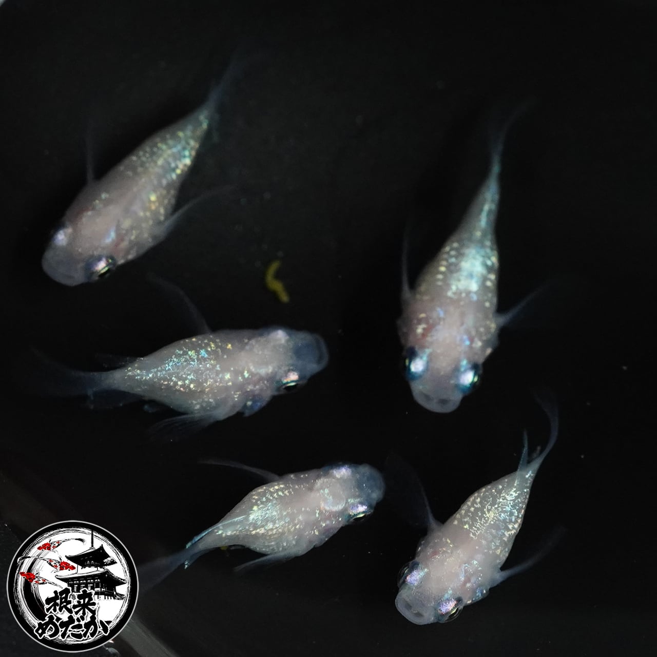 〖1ペア〗ピンクサファイヤダルマ松井ヒレ長メダカ 成魚 1.5～2cm｜改良メダカ