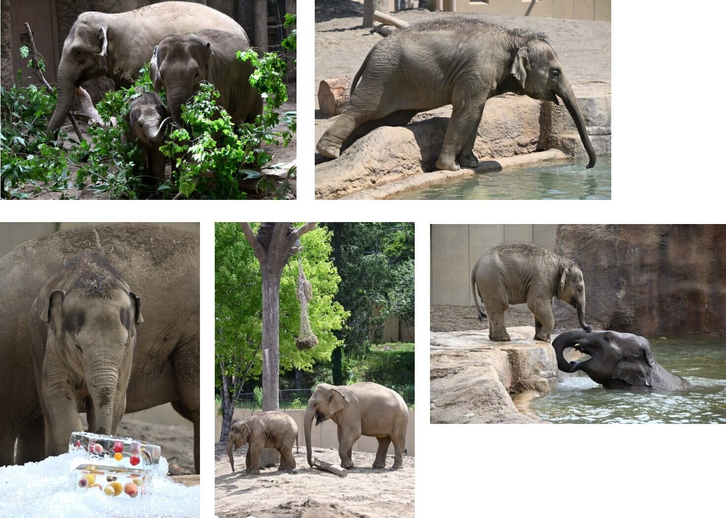 りらまにあ1】ポストカード 全30枚(全部セット) | 動物園写真家-ZOO