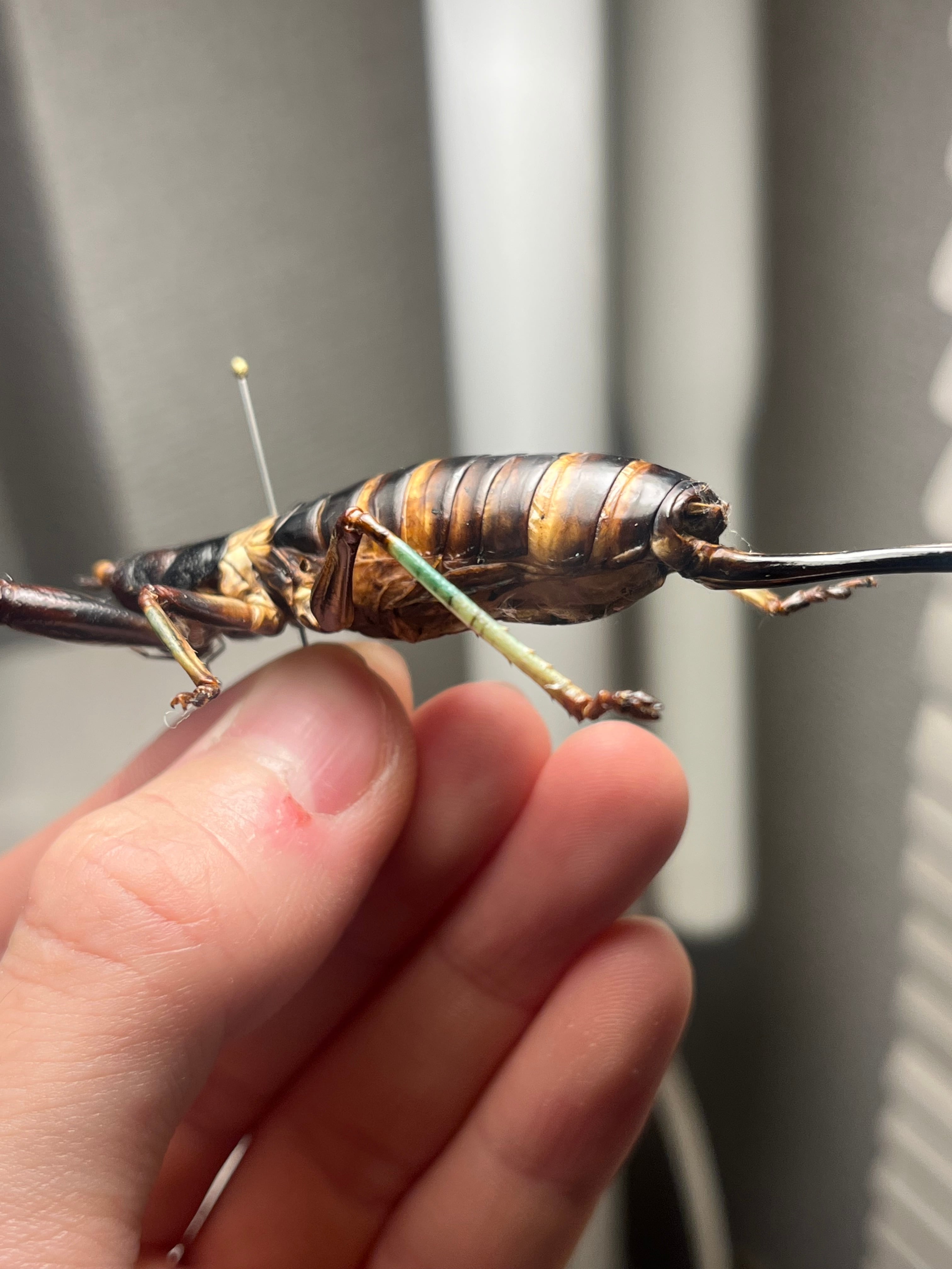 特大美脚】マッチョキリギリス♀ コロギス リオック ロブスター