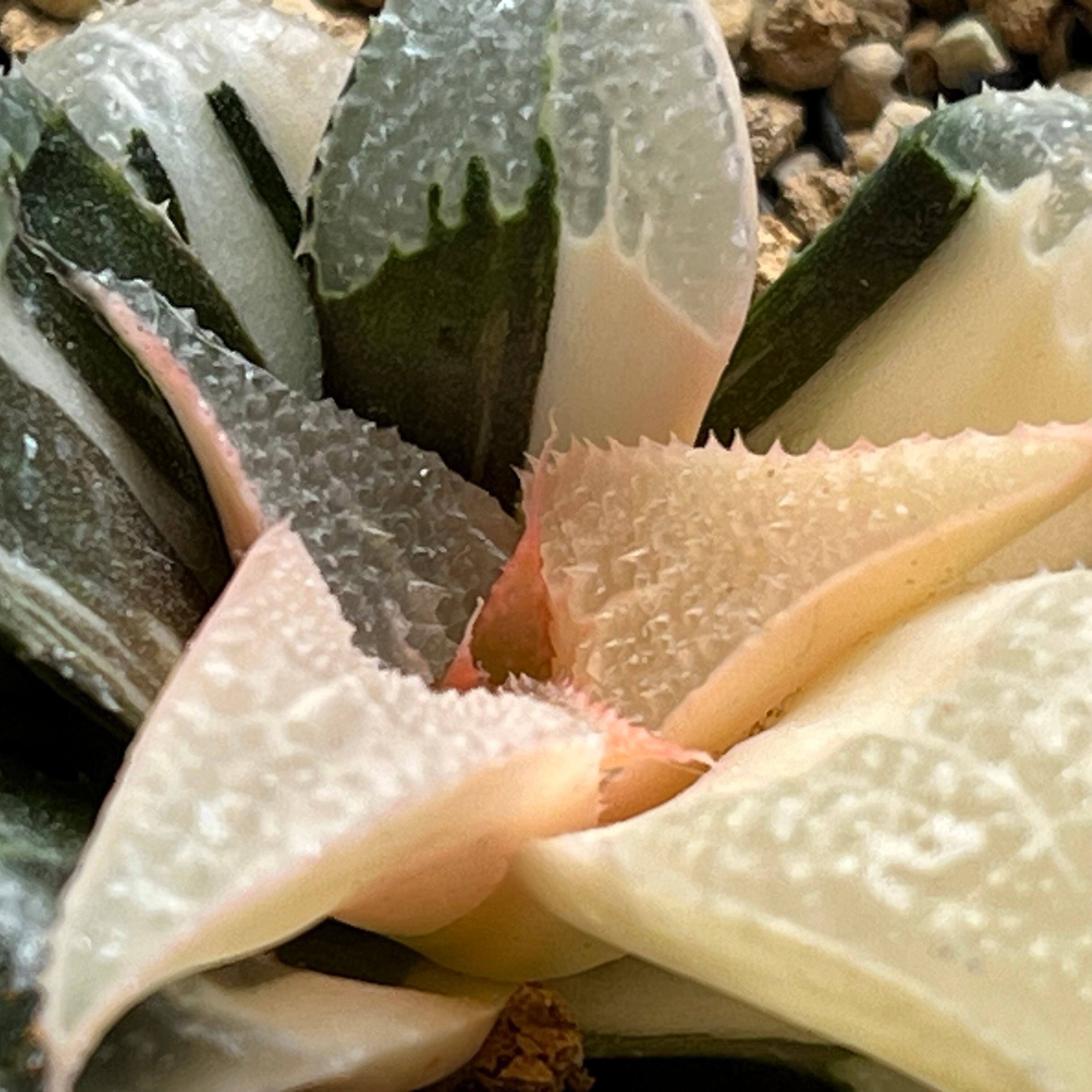 ハオルチア バディア 白鳳錦 | mocono_plants