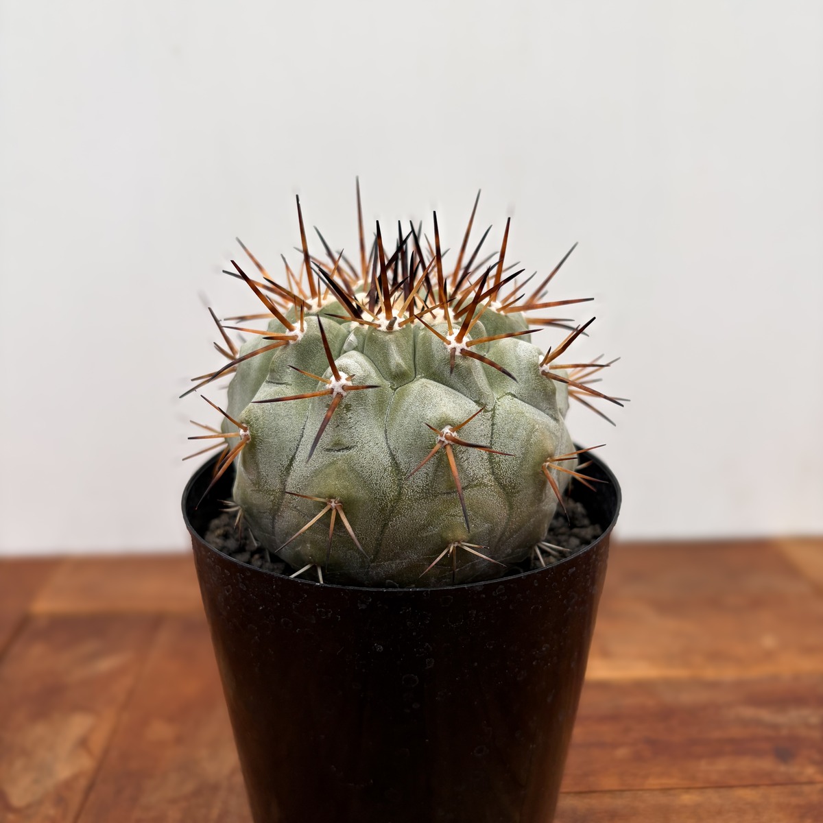Copiapoa cinerea【黒王丸・実生】 | RIMO