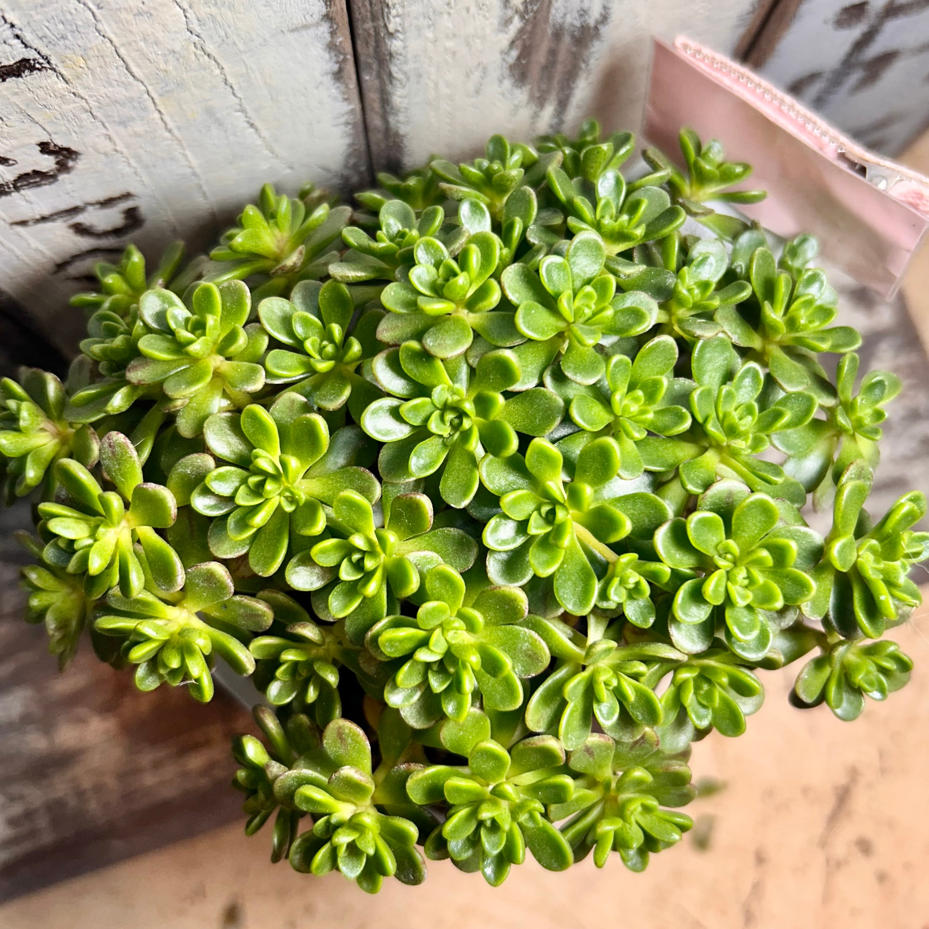 アエオニウム | RuPo 多肉植物専門店