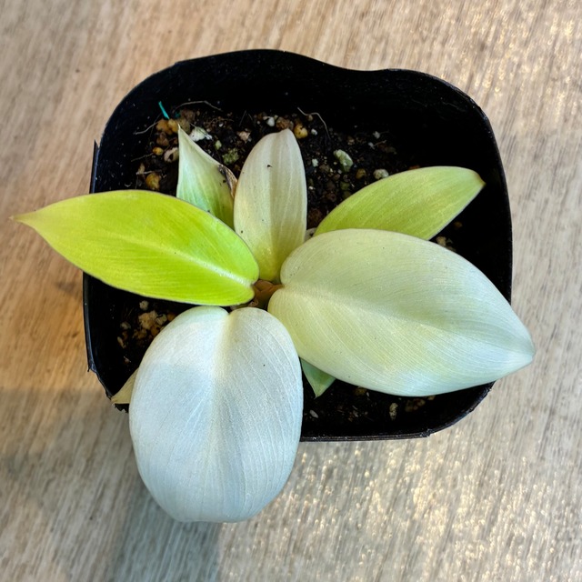 Philodendron Jungle Fever"Yellow" フィロデンドロン　ジャングルフィーバー