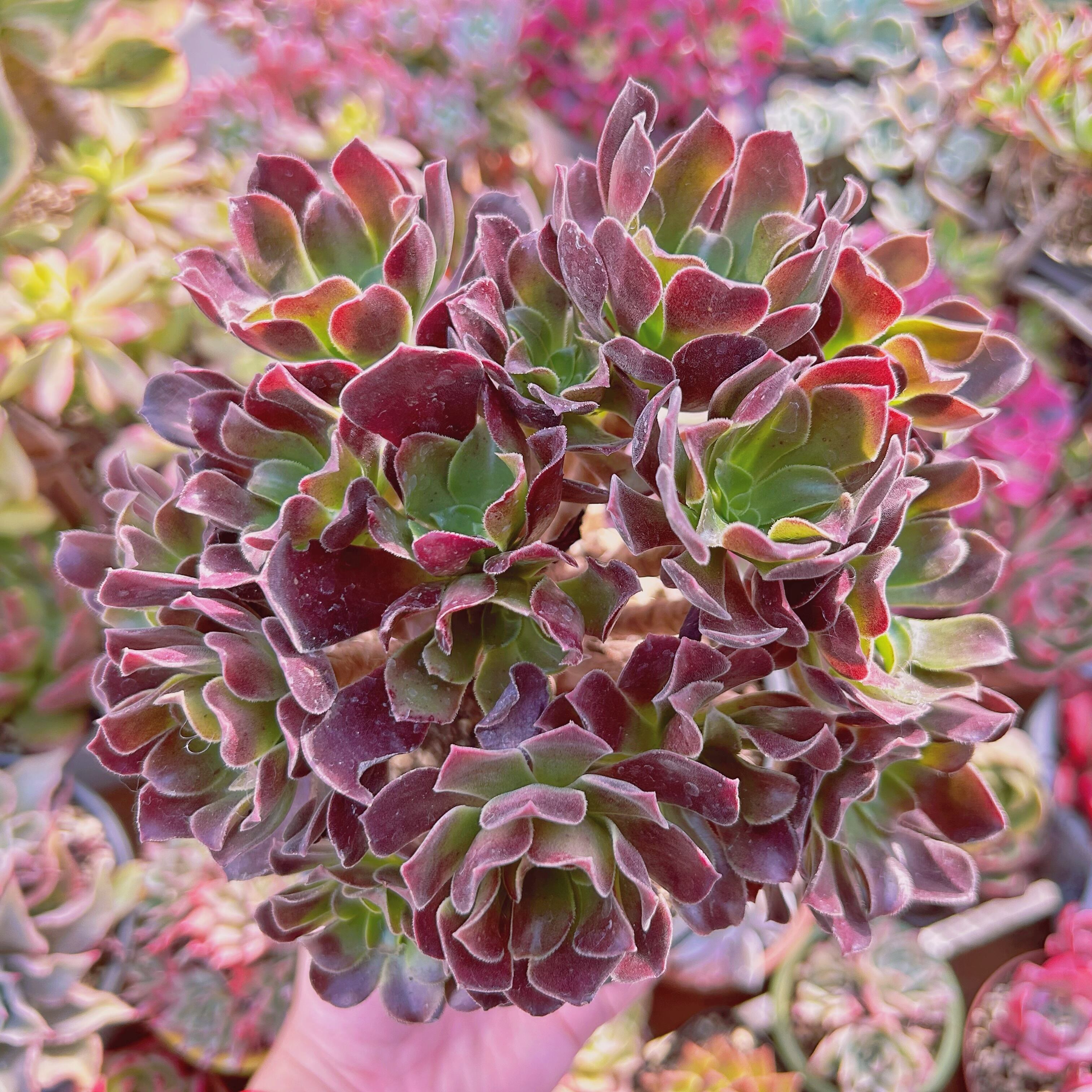 現物　多肉植物　 Aeonium Velour European  特大群生