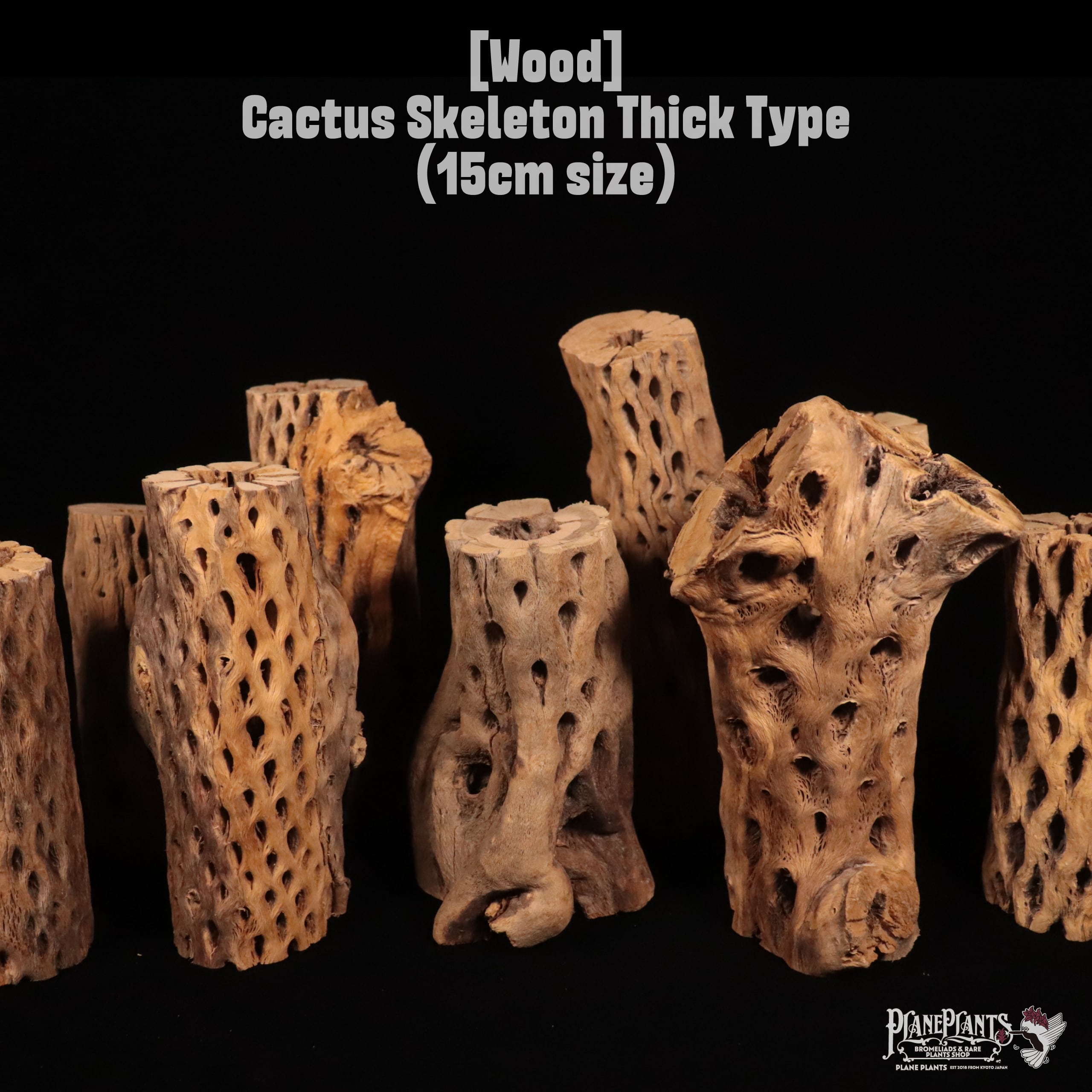 【送料別】Cactus Skeleton Thick Type (15cm size)