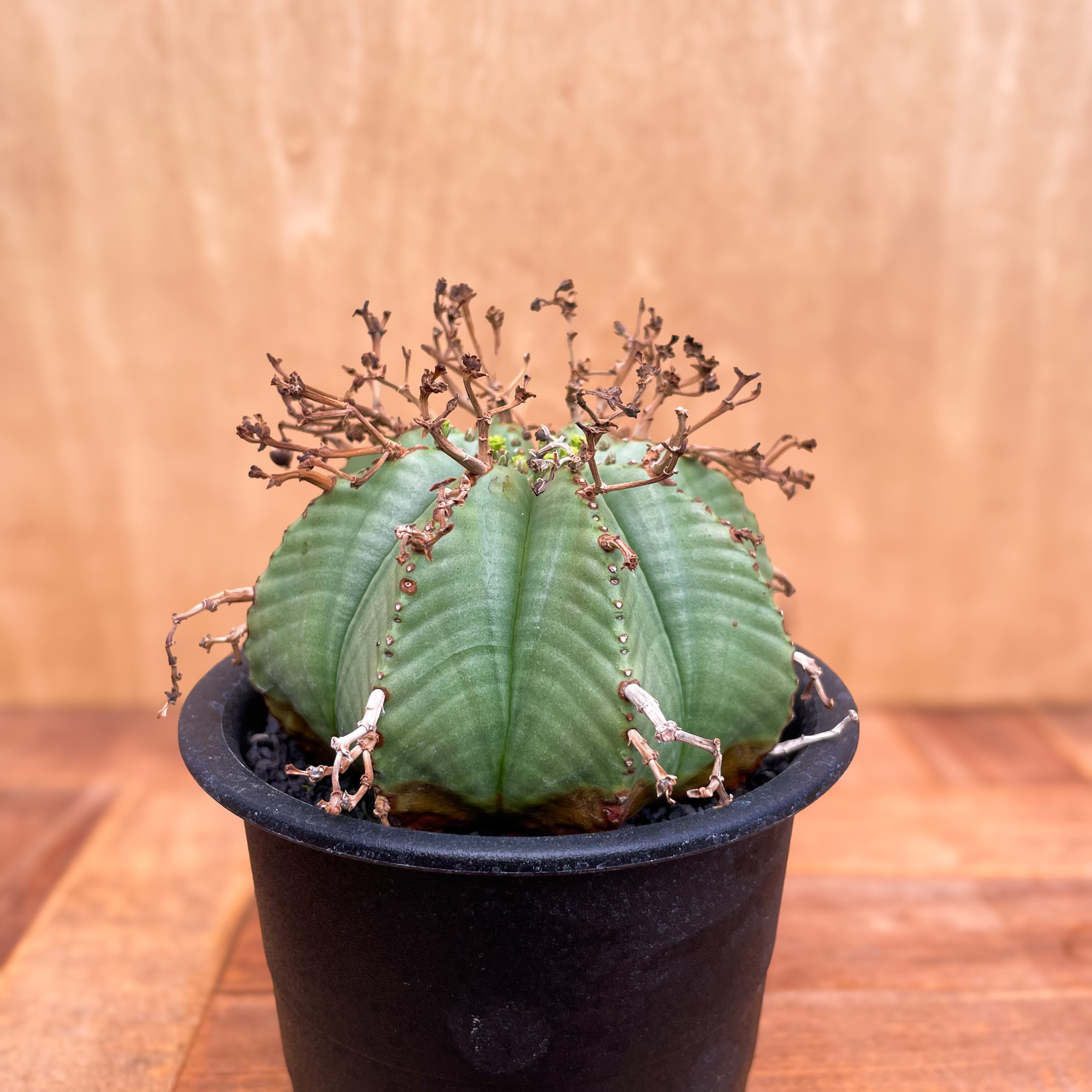 バリダ 大きいサイズ 雌株 （Euphorbia valida
