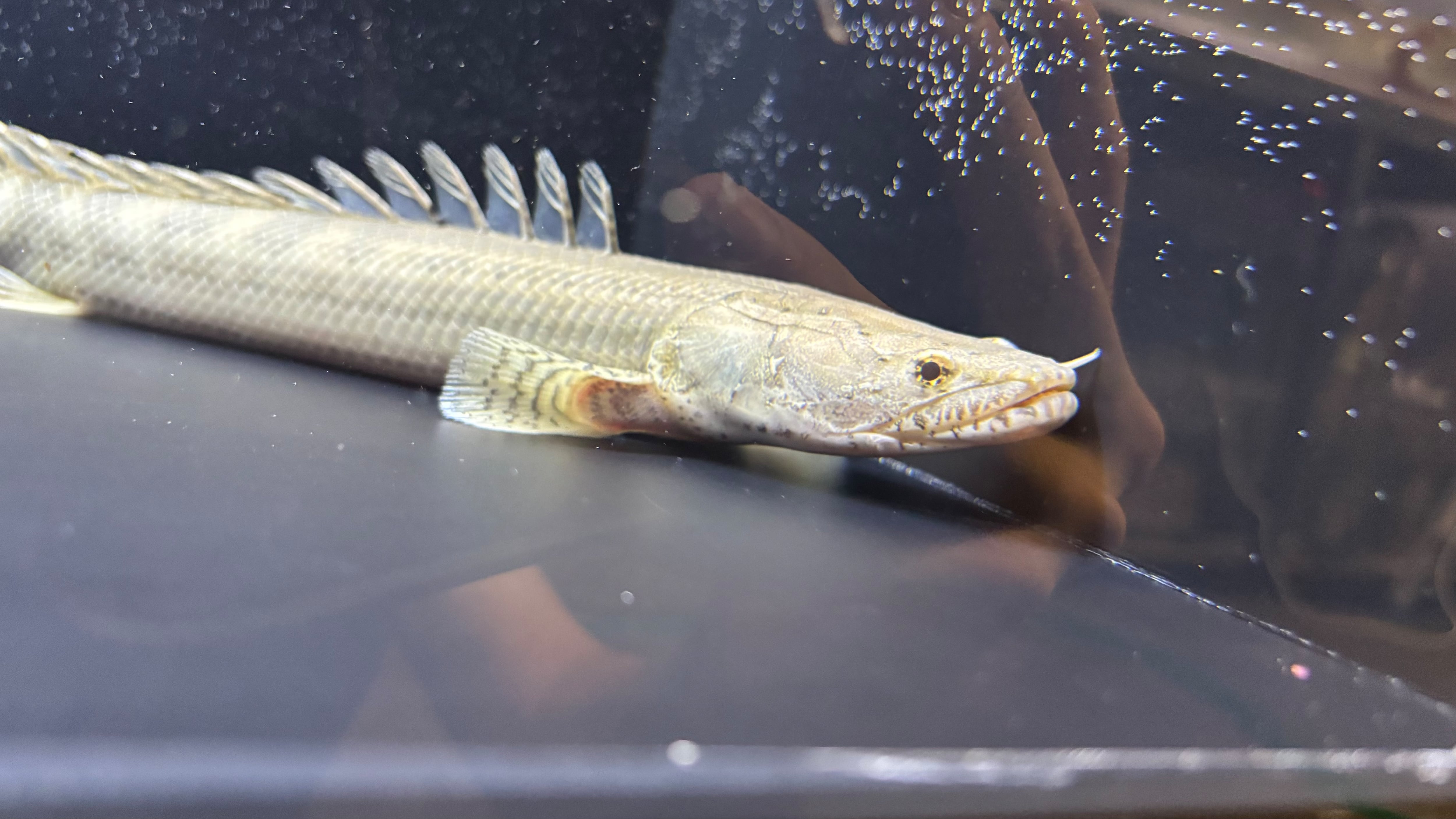 ギニア便　ワイルドＰｏ.ラプエン　ミロ川産　26㎝ほど 2025年最新Yahoo!オークション -ギニア(魚類、水生生物)の中古品