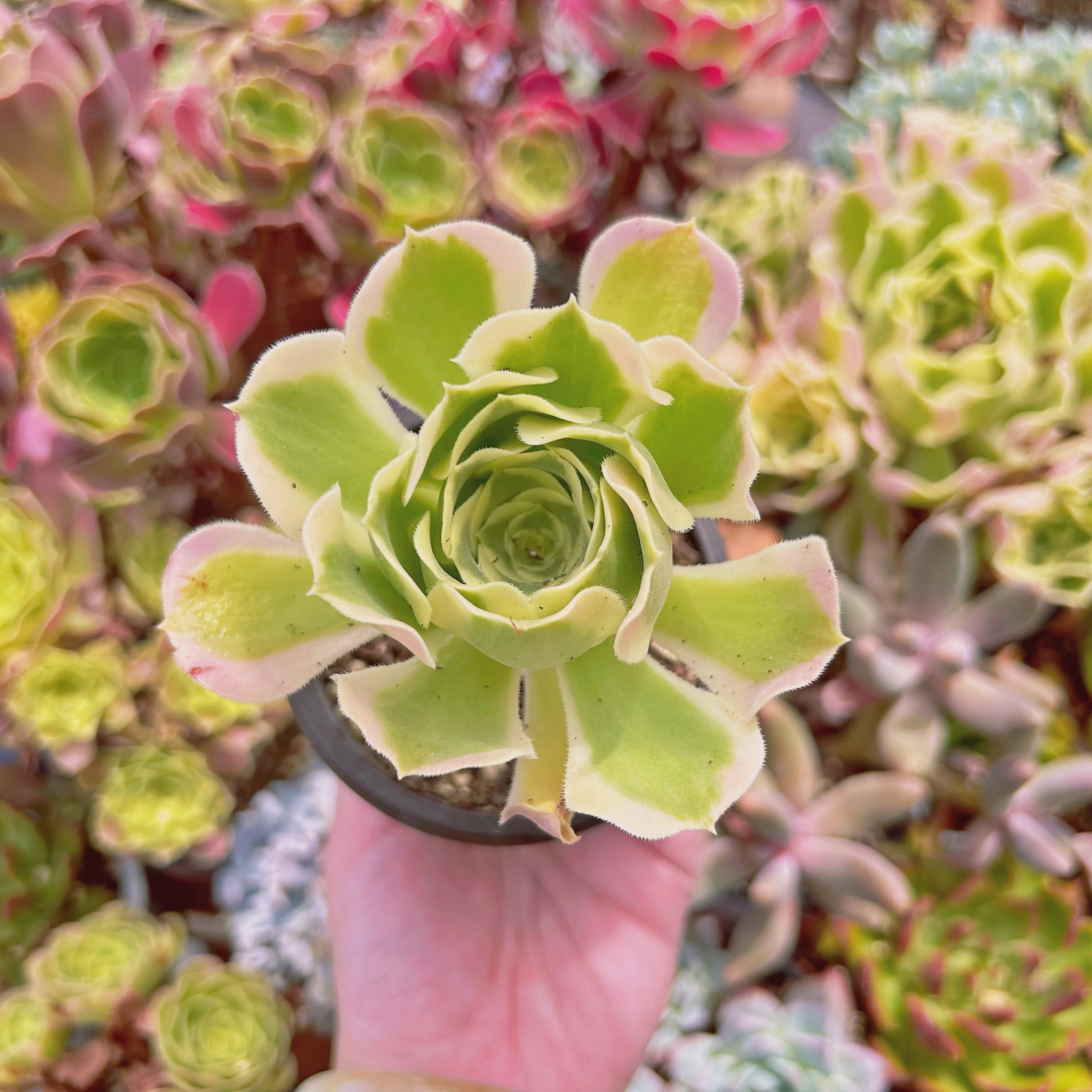 多肉植物　新品種　Aeonium  白鳳錦　抜き苗