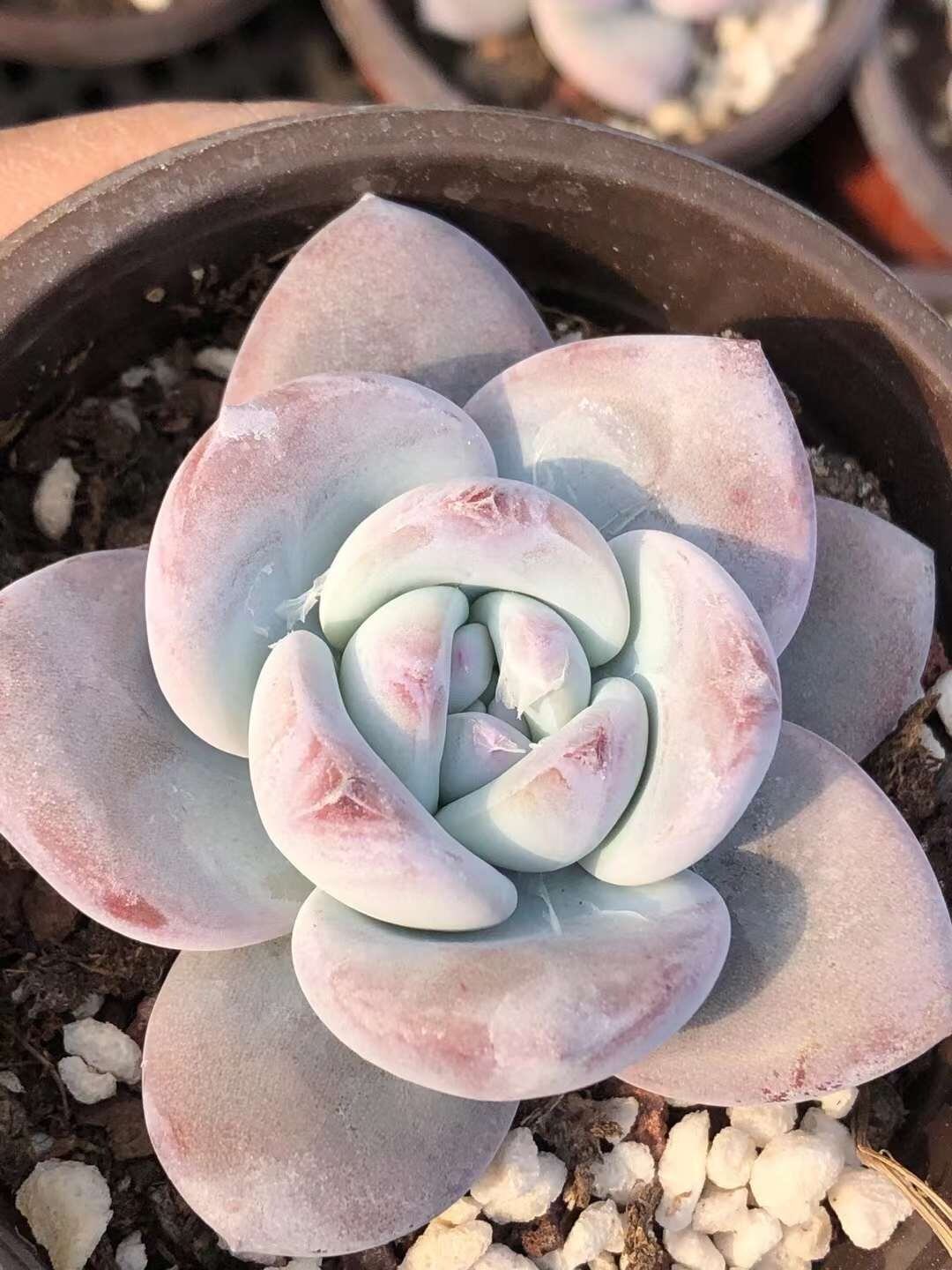 多肉植物 淡雪錦.抜き苗4株..法師錦1株 ホワイトスノー錦 |