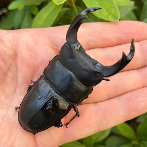 【美形・新成虫】佐賀県神埼郡神埼町産”オオクワガタペア(♂79mm) # 815311−101