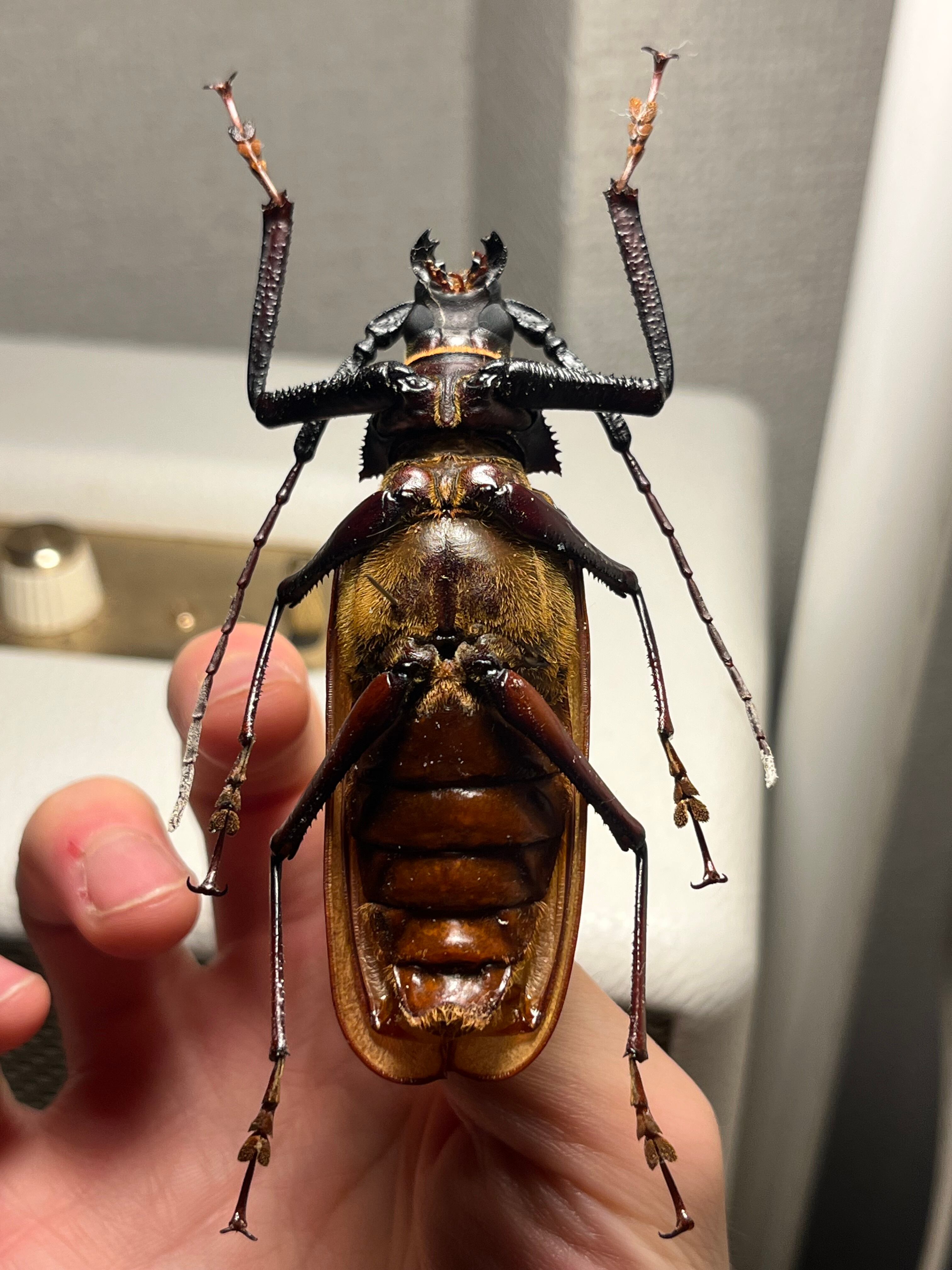 84mm】コゲチャトゲフチオオウスバカミキリ 昆虫標本 ハナムグリ