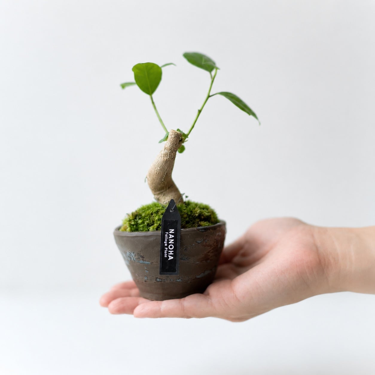 多幸の木」和風な鉢に植えられたお洒落なガジュマル | インテリア