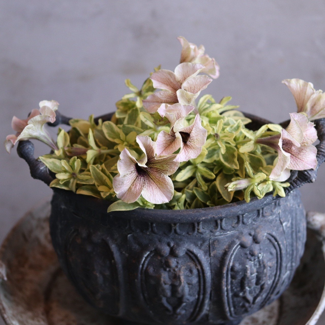 インカのペチュニア　ミルクティバリエガータ　斑入りペチュニア　