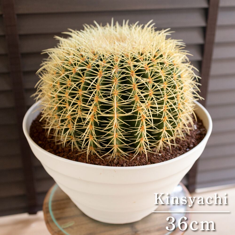 【発根済】36cm 金鯱 サボテン キンシャチ 金シャチ 特大 12号 ドライガーデン 0907WH-G