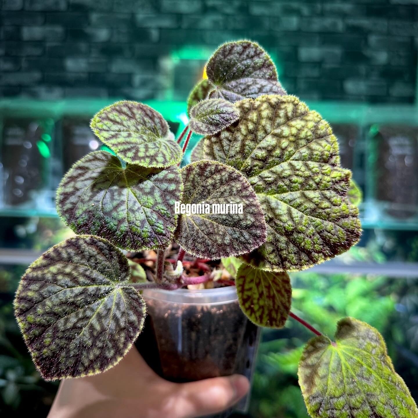 専用おまとめ　Begonia 5点 Begonia murina | ベゴニア専門 オンラインショップ