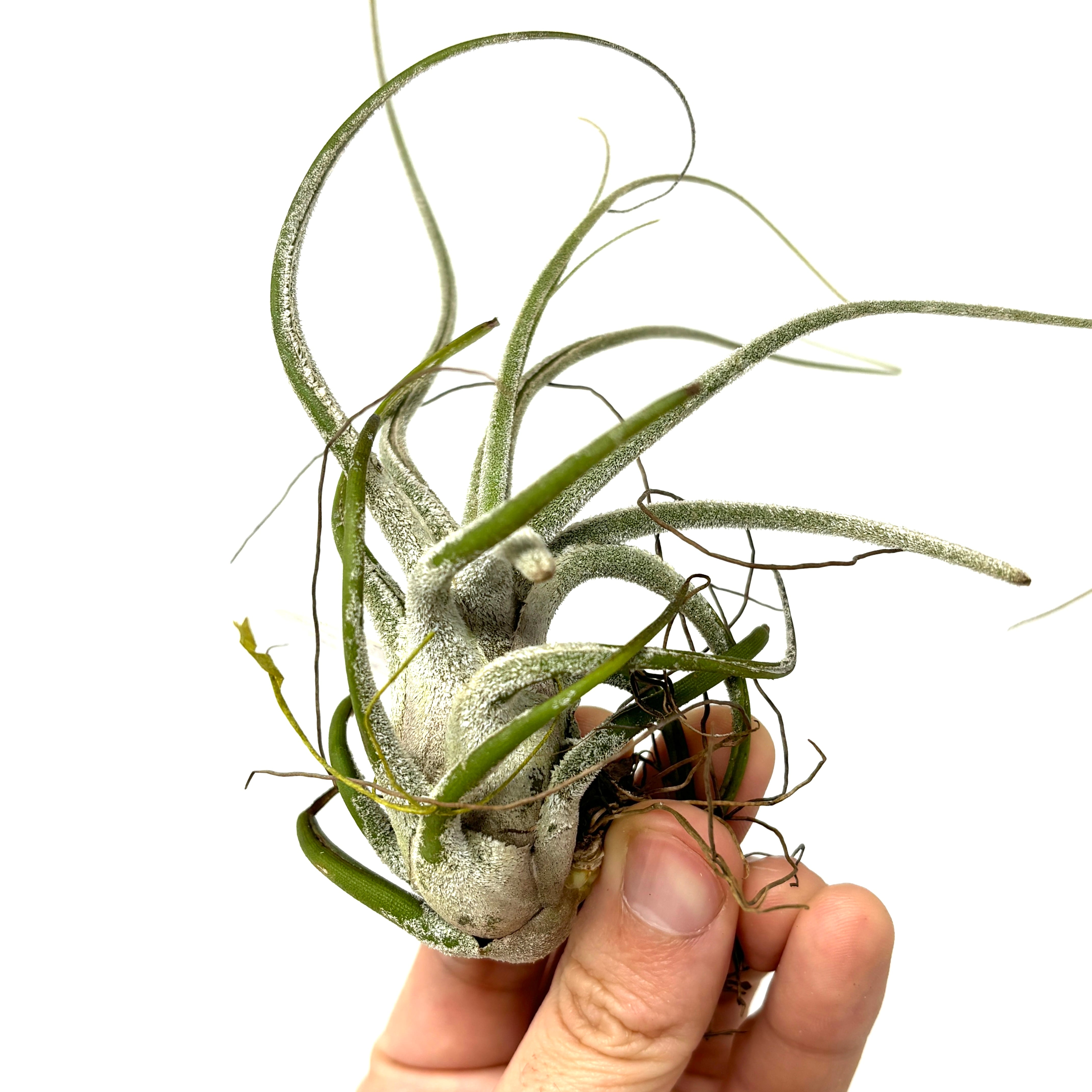 チランジア エーレルシアナ【010】 | PROTOLEAF プロトリーフ