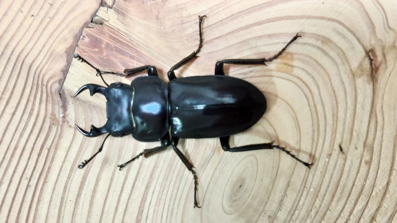 121mm】タイタンオオウスバカミキリ カブトムシクワガタハナムグリ