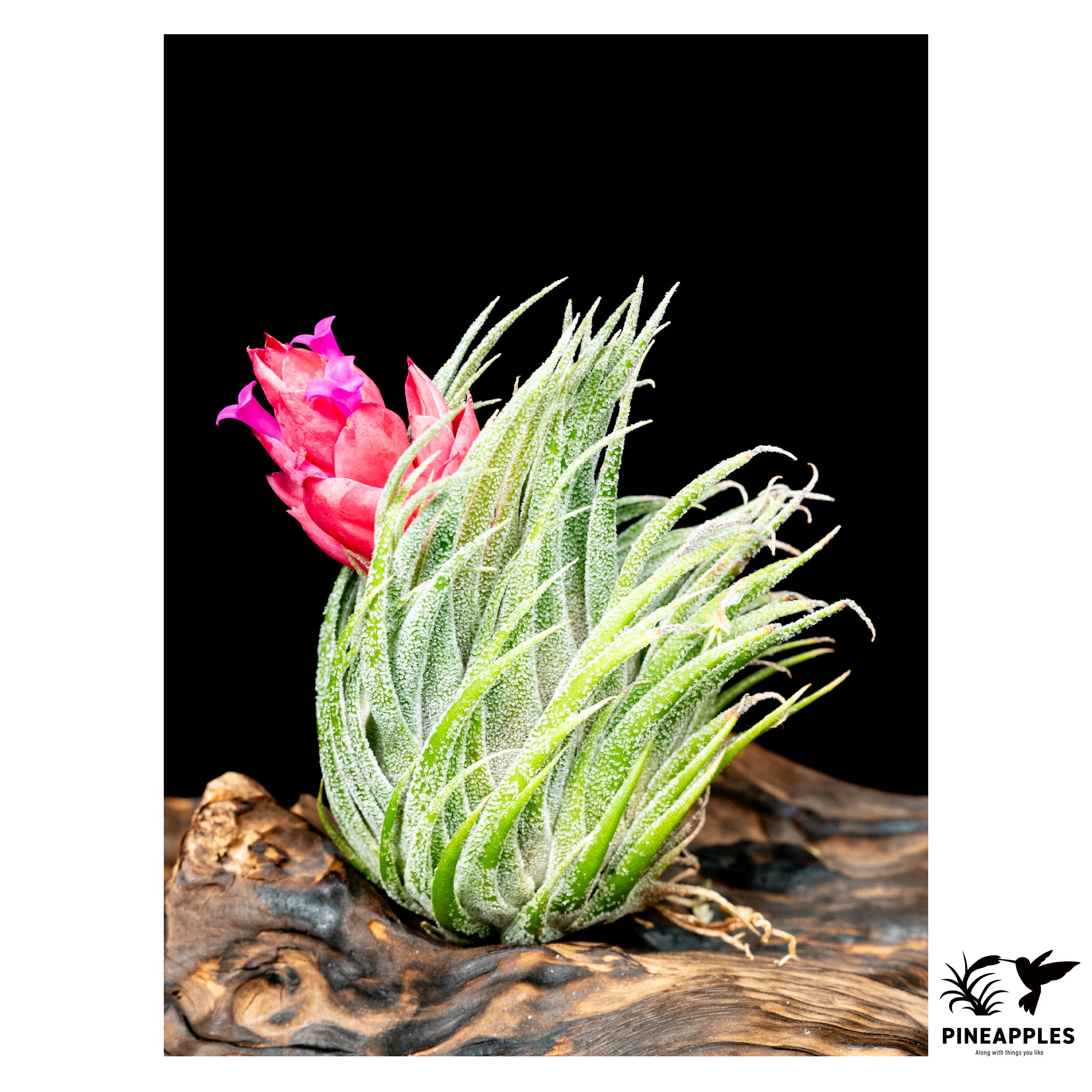 Tillandsia neglecta 'Dark Clone' | PINEAPPLES