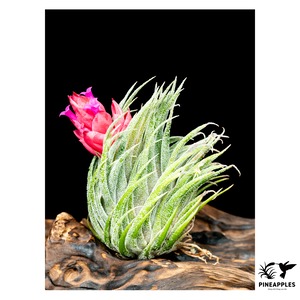 Tillandsia sprengeliana (Large Clone) Ex. Koehres