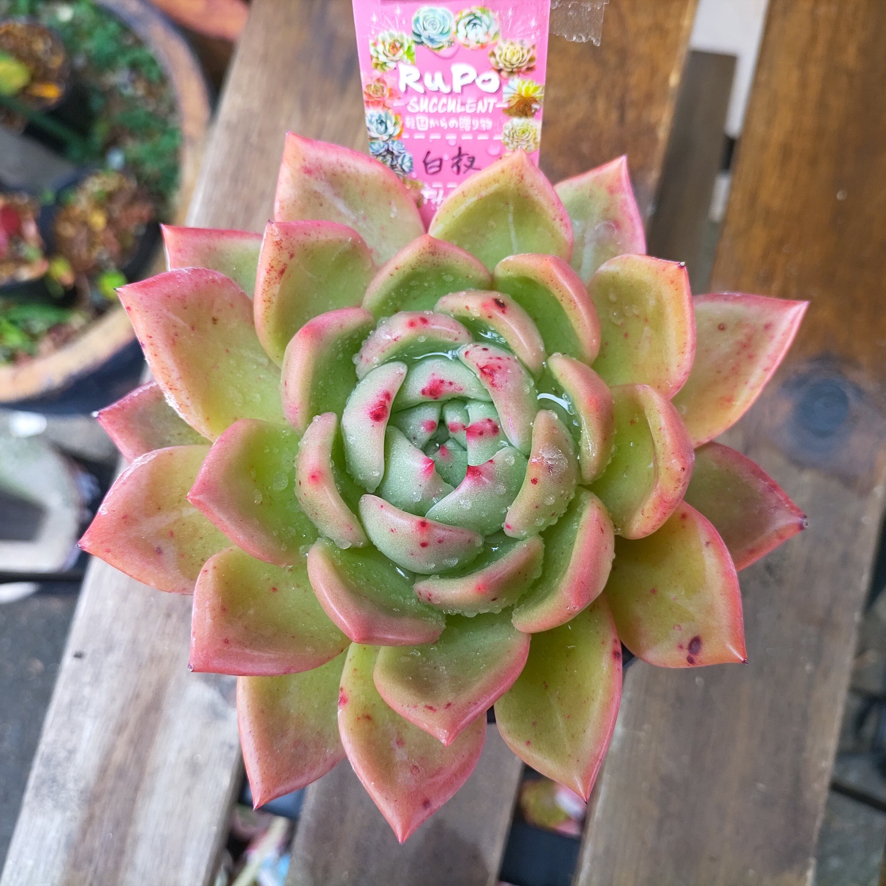 茄子紺 フィレンツェ錦 ☆ 最上級 極班入り希少☆ | chezmoiny.com