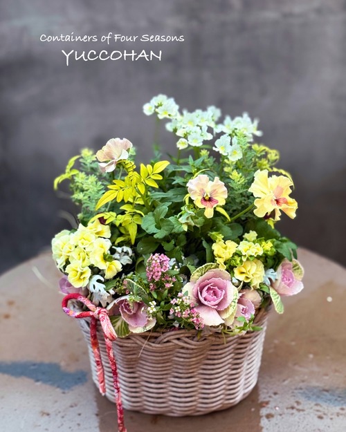 お正月から春まで楽しめる  ギャザリング寄せ植え バスケットC