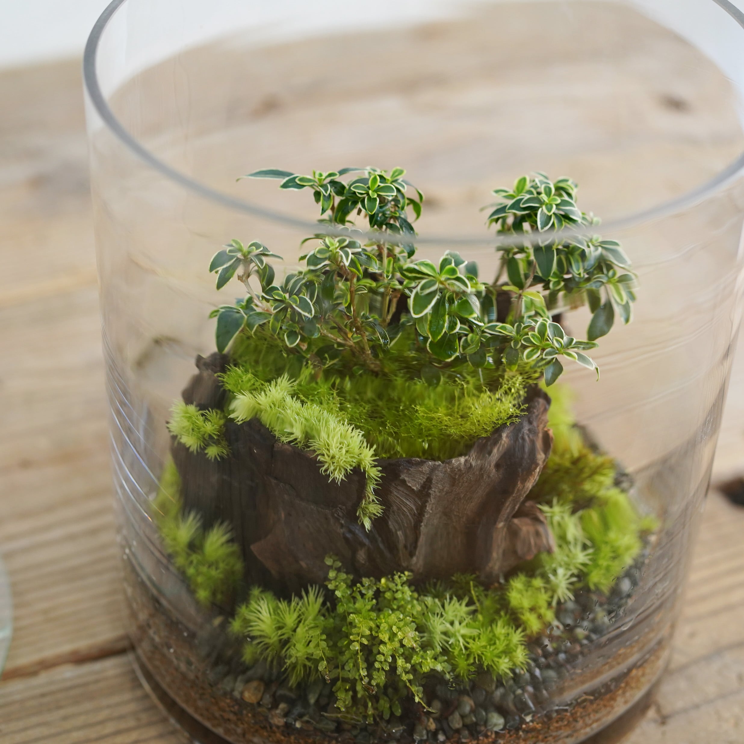 自然採取 苔付き切り株｜テラリウム・苔リウム・和風インテリア素材 自然採取 苔付き切り株｜テラリウム・苔リウム・和風インテリア素材 苔