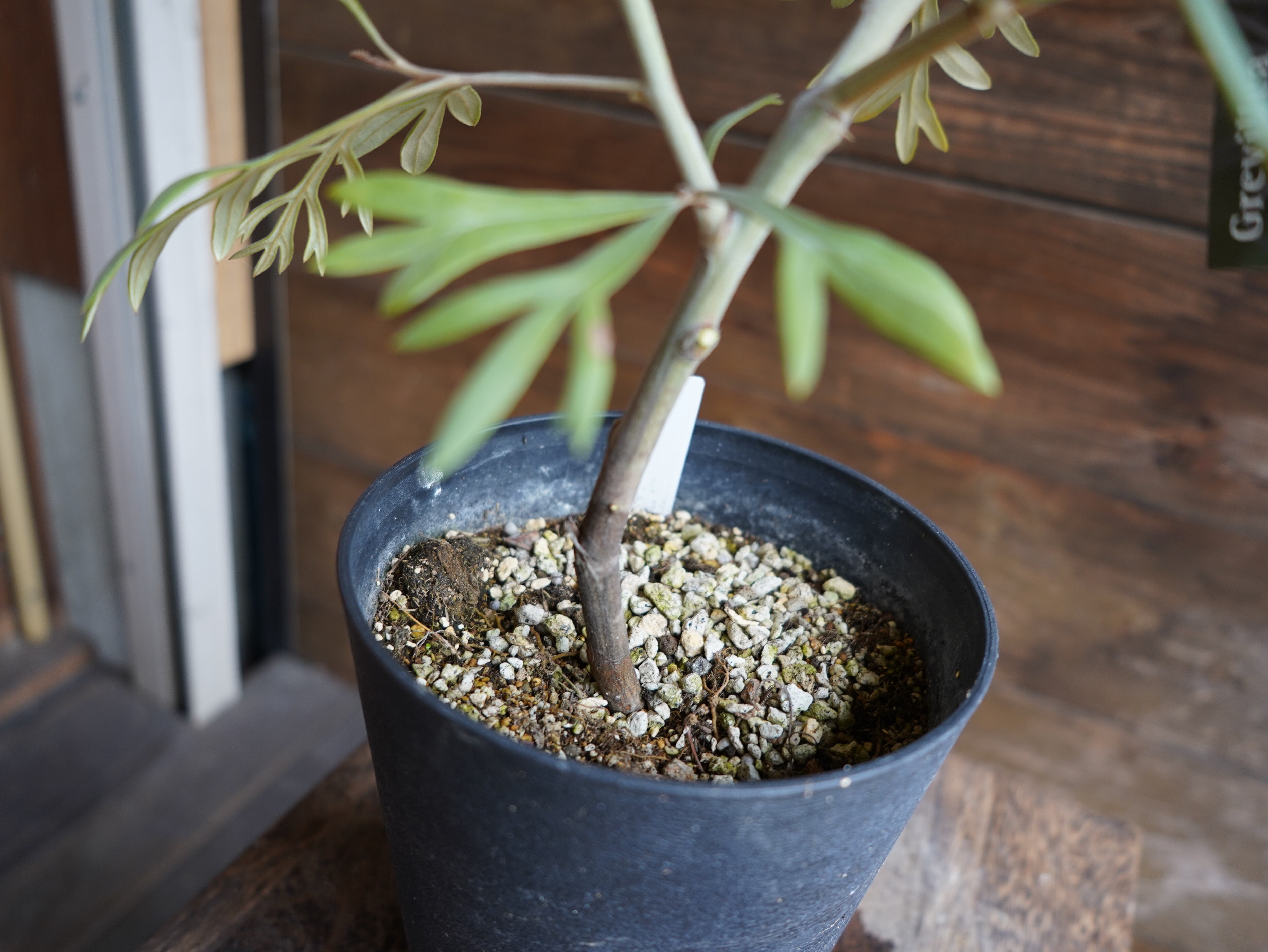 【現物】グレビレア　”ドーンパープル”　B