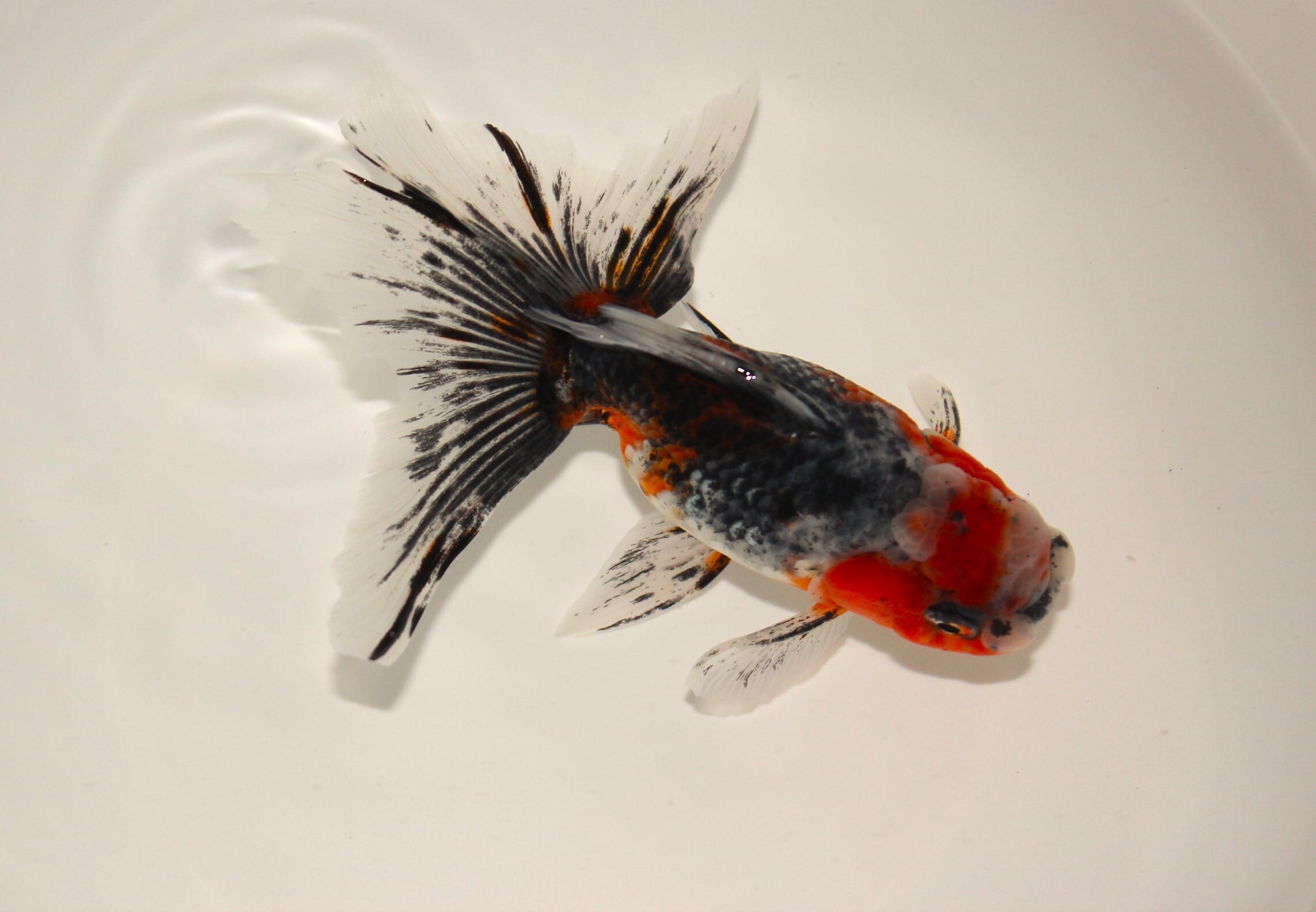 上物】志村養魚場産 二才 五色東錦（中～大）＃1216-02 | 金魚専門店