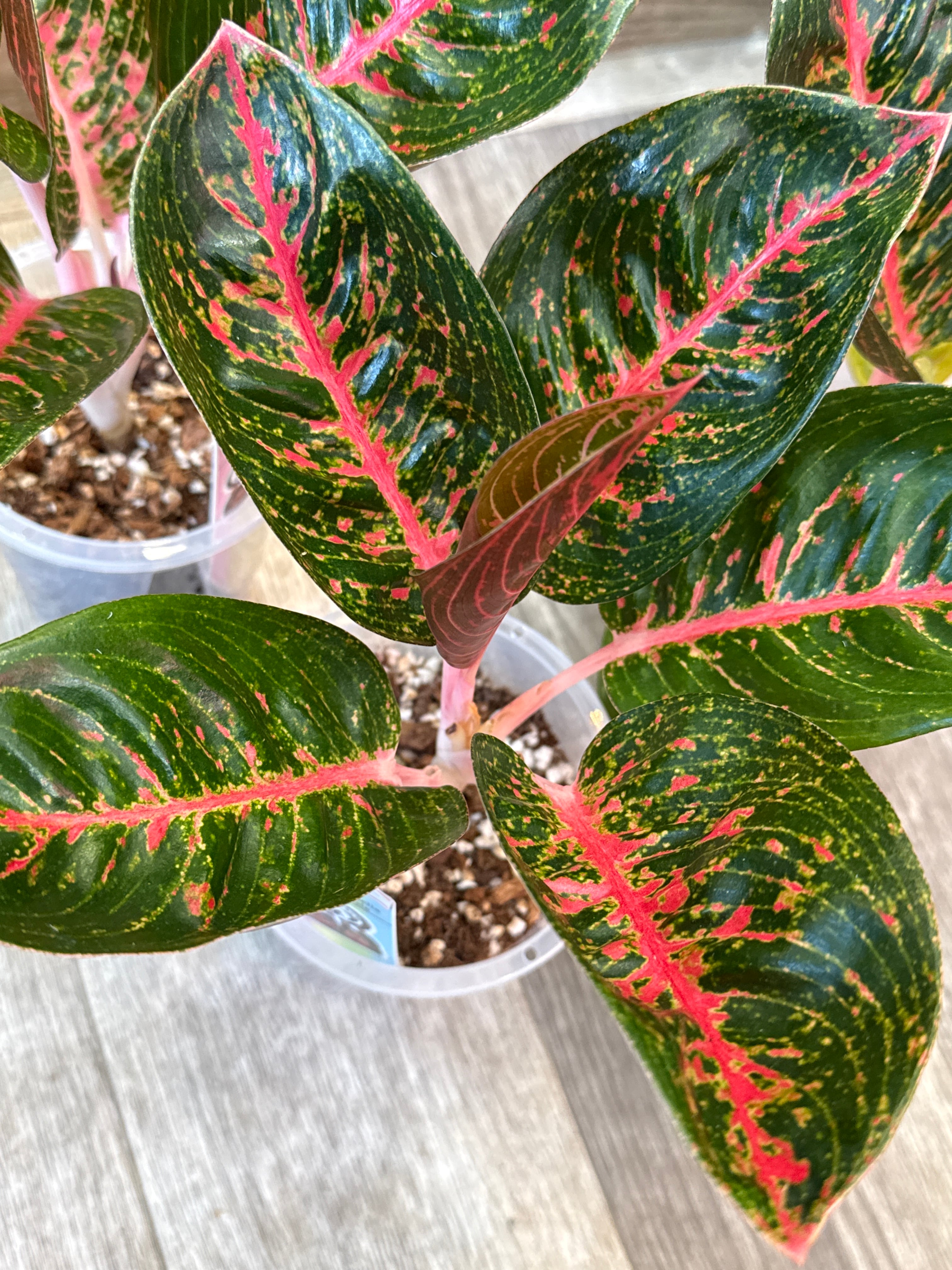 aglaonema spp. adelia アグラオネマ　アデリア Aglaonema Adelia (from Indonesia) / アグラオネマ アデリア | Garden