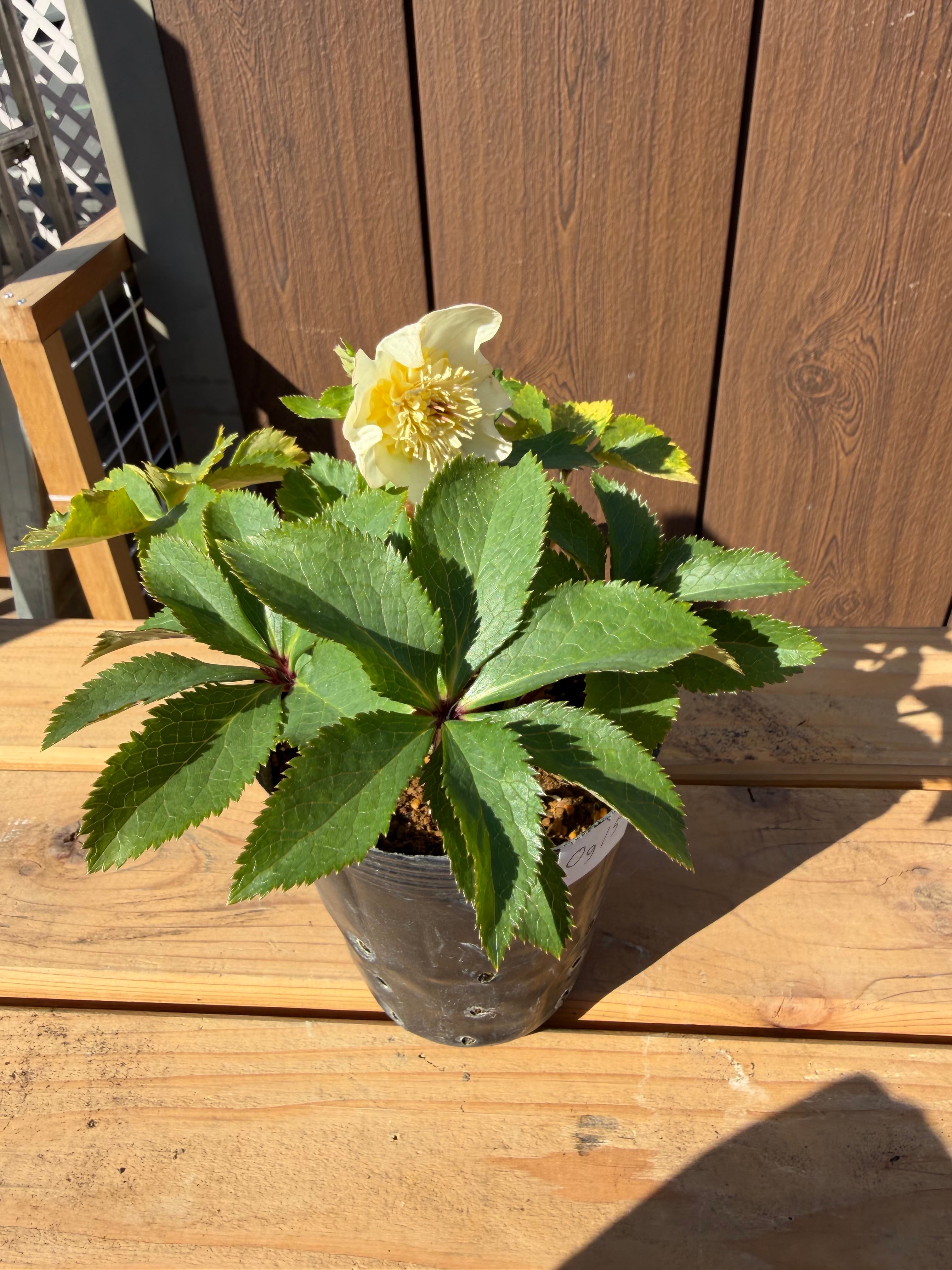 デュメ系オーレアsd 大木ナーサリー クリスマスローズ【Og15】送料無料