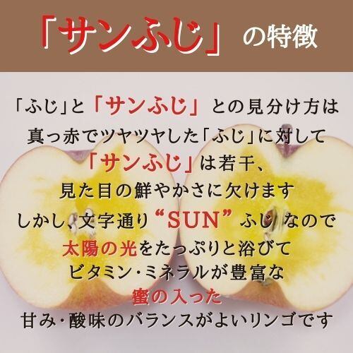 【家庭用】 りんご サンふじ 自宅用 S ５kg （約20個入り） 産地直送 送料無料 12月上旬～ 順次発送 福島 りんご屋さとう