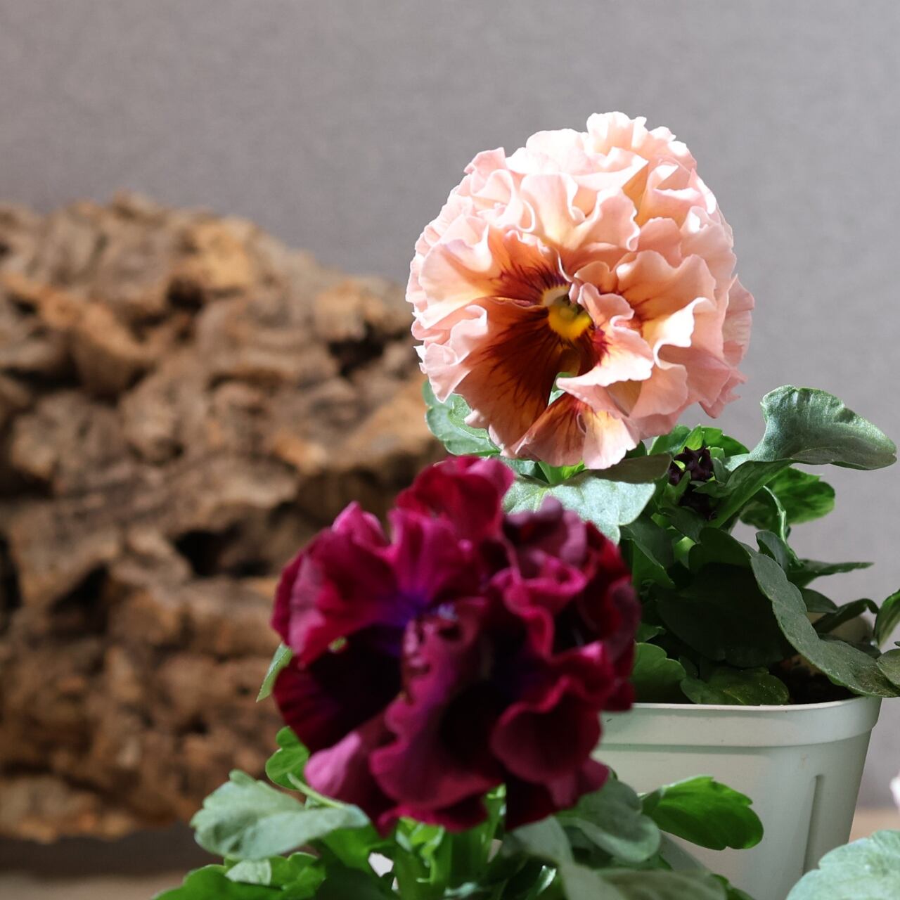 479 超希少！サトウ園芸さんの『ローブ ドゥ アントワネット 