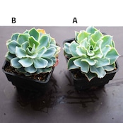 選べる抜き苗 ツナミ Echeveria 'Tsunami'