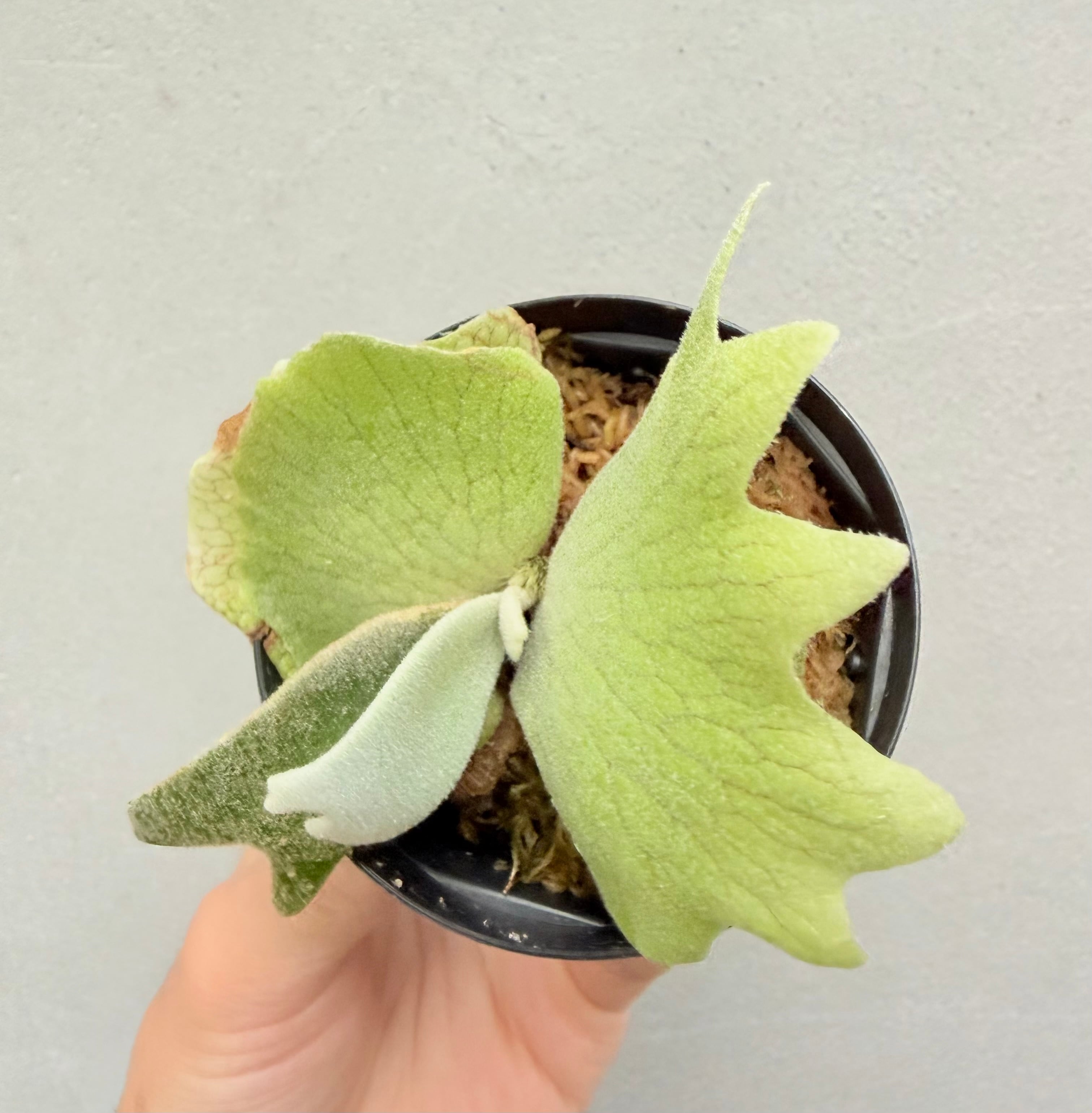 【希少】ビカクシダ P. Winnie spore c) P. willinckii 'Frosty Maiden' spore grown ① ビカクシダ