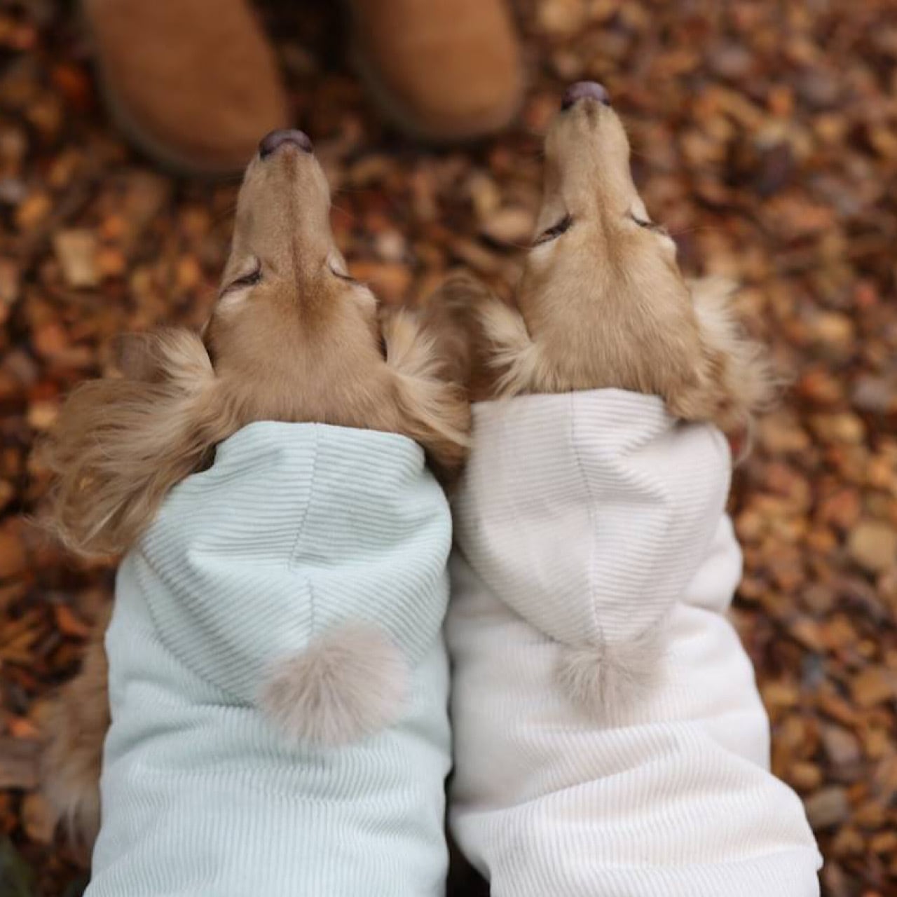 ぽんぽんダウン