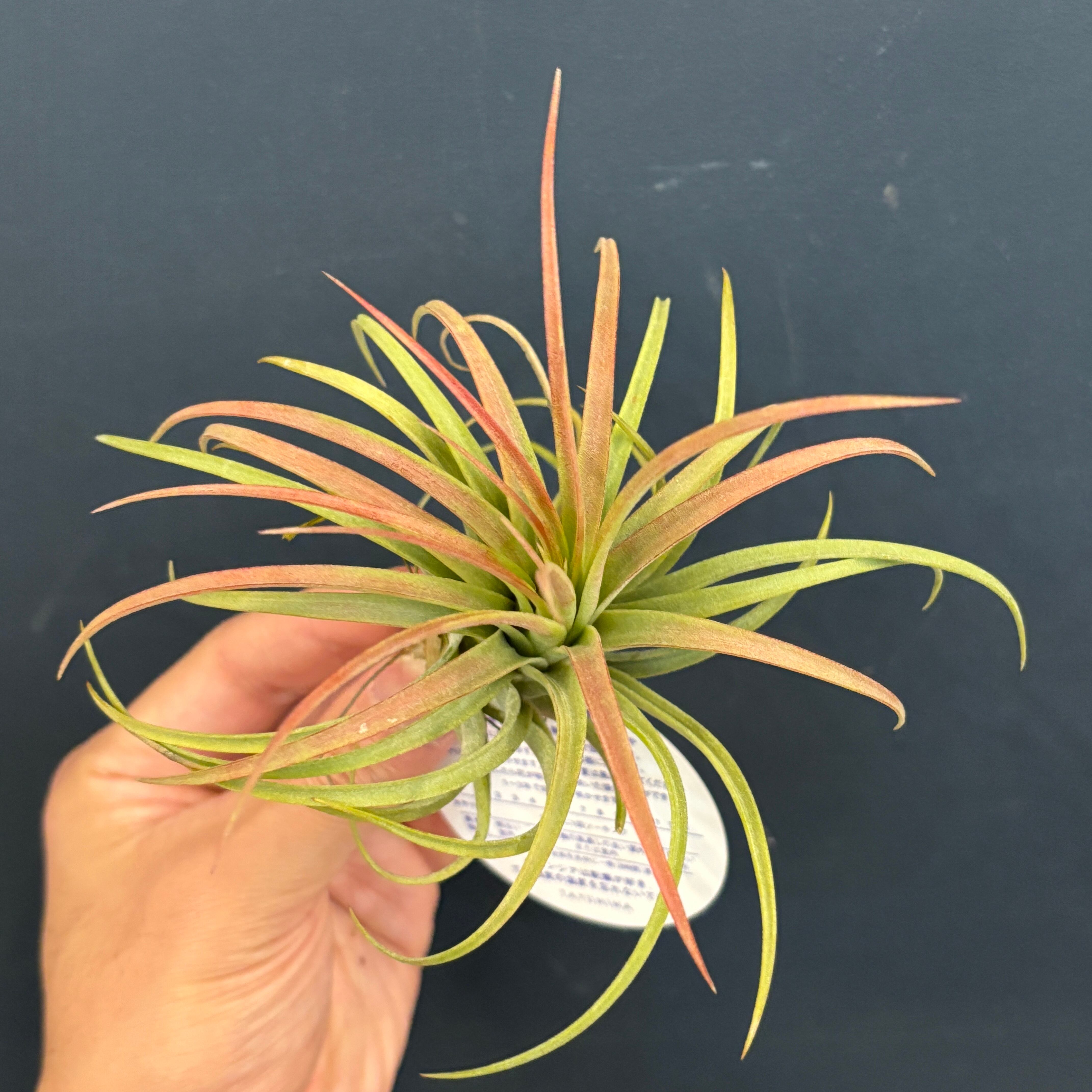 チランジア イオナンタ ハワイアンレッド 菫〉Tillandsia 'ハワイアン