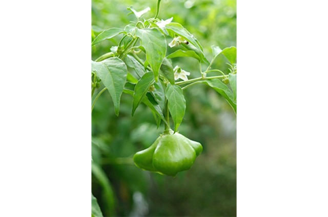 鈴ピーマン(岐阜県産)・150g