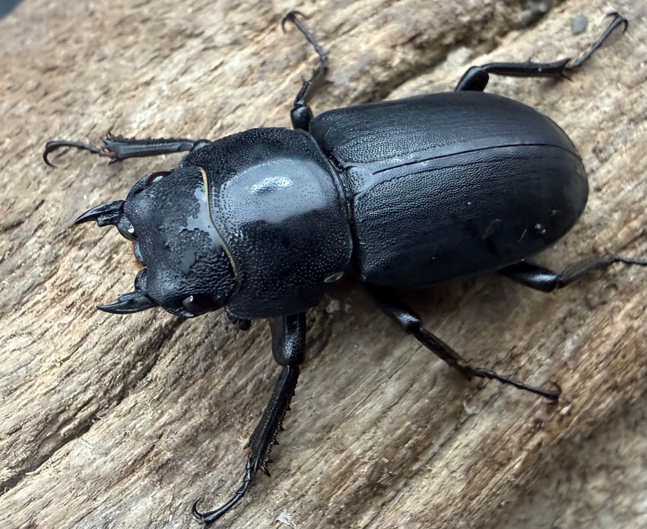 【WD】《ヒメオオクワガタ 北海道産 26.5mm ♀単》