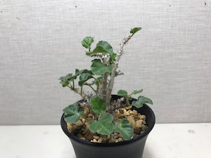 ヤトロファ マルギナータ