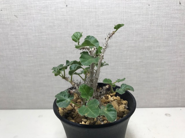 ヤトロファ マルギナータ