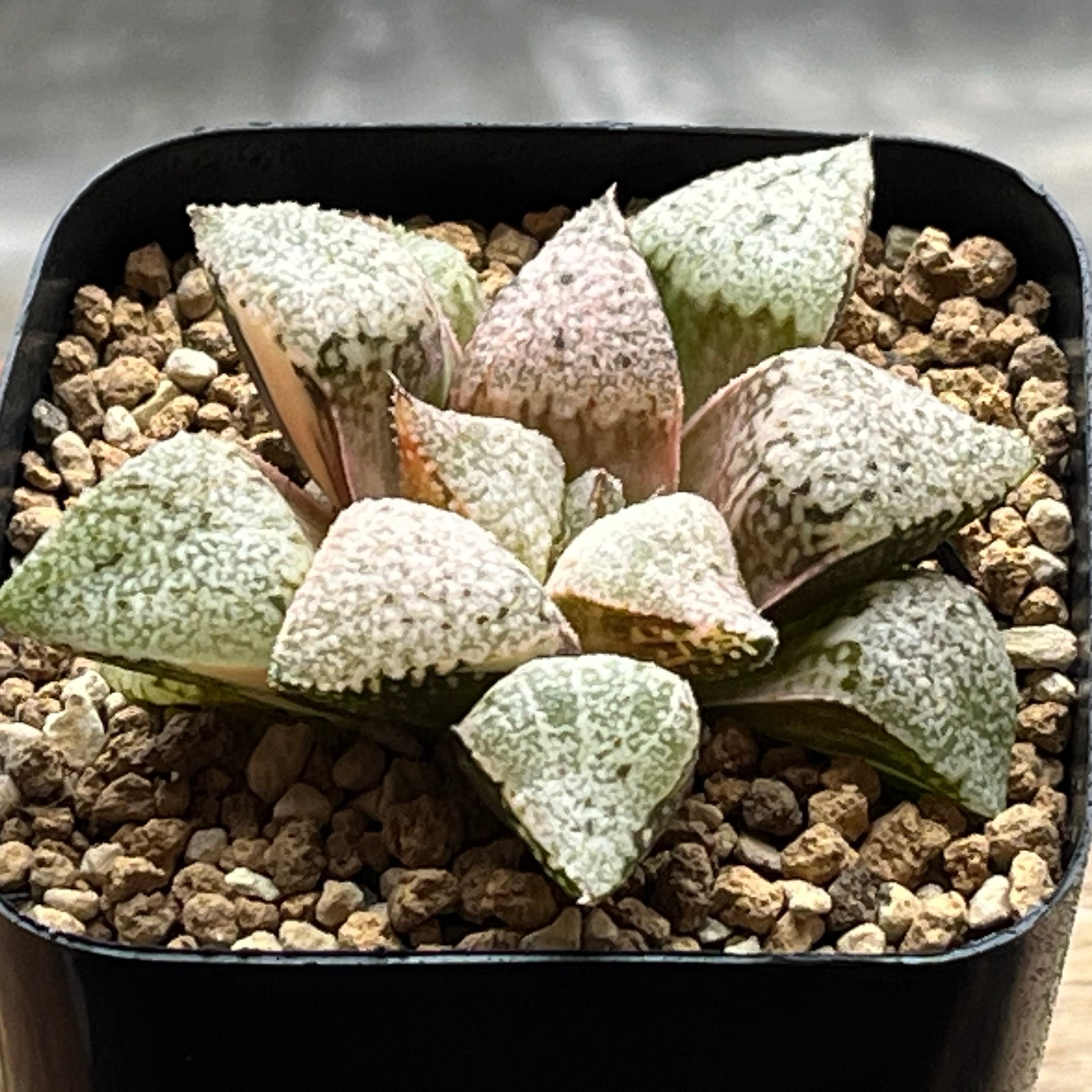ハオルチア 氷の世界 | mocono_plants