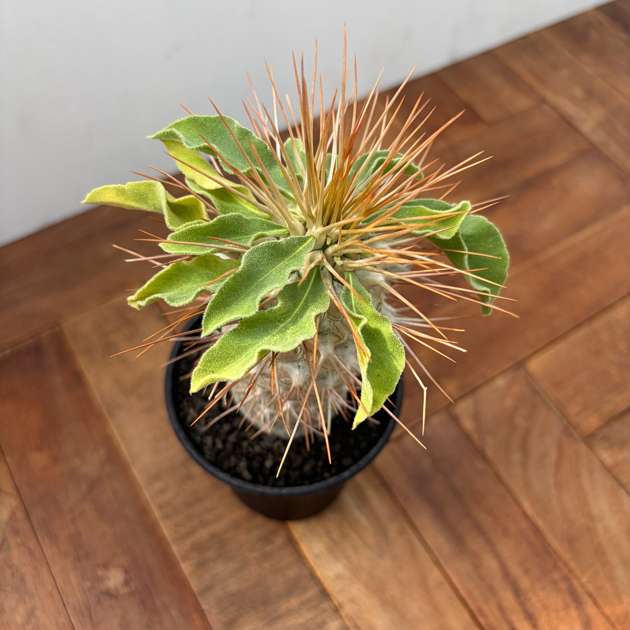 Pachypodium namaquanum【パキポディウム・ナマクアナム・光堂・実生】