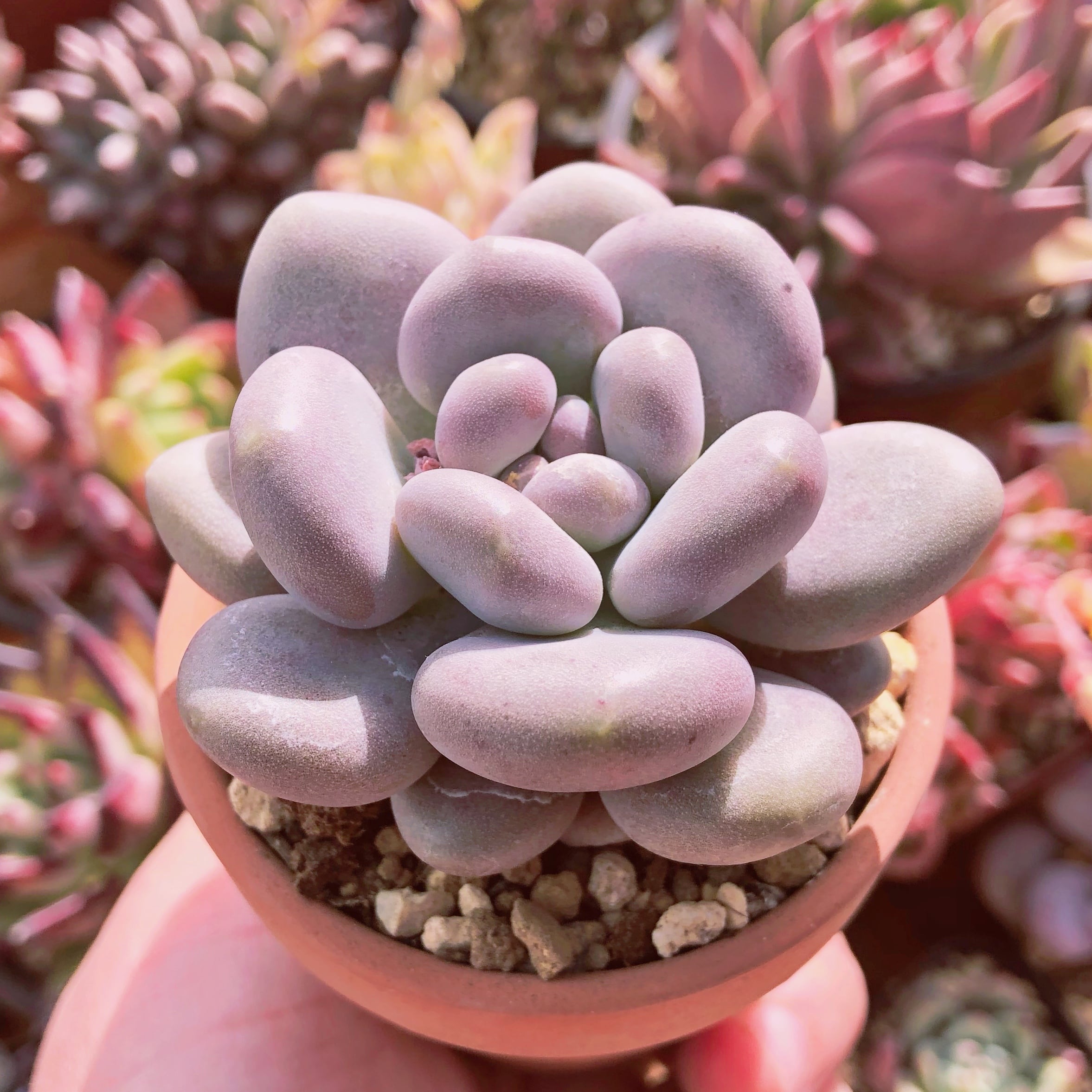 多肉植物　チーズボール