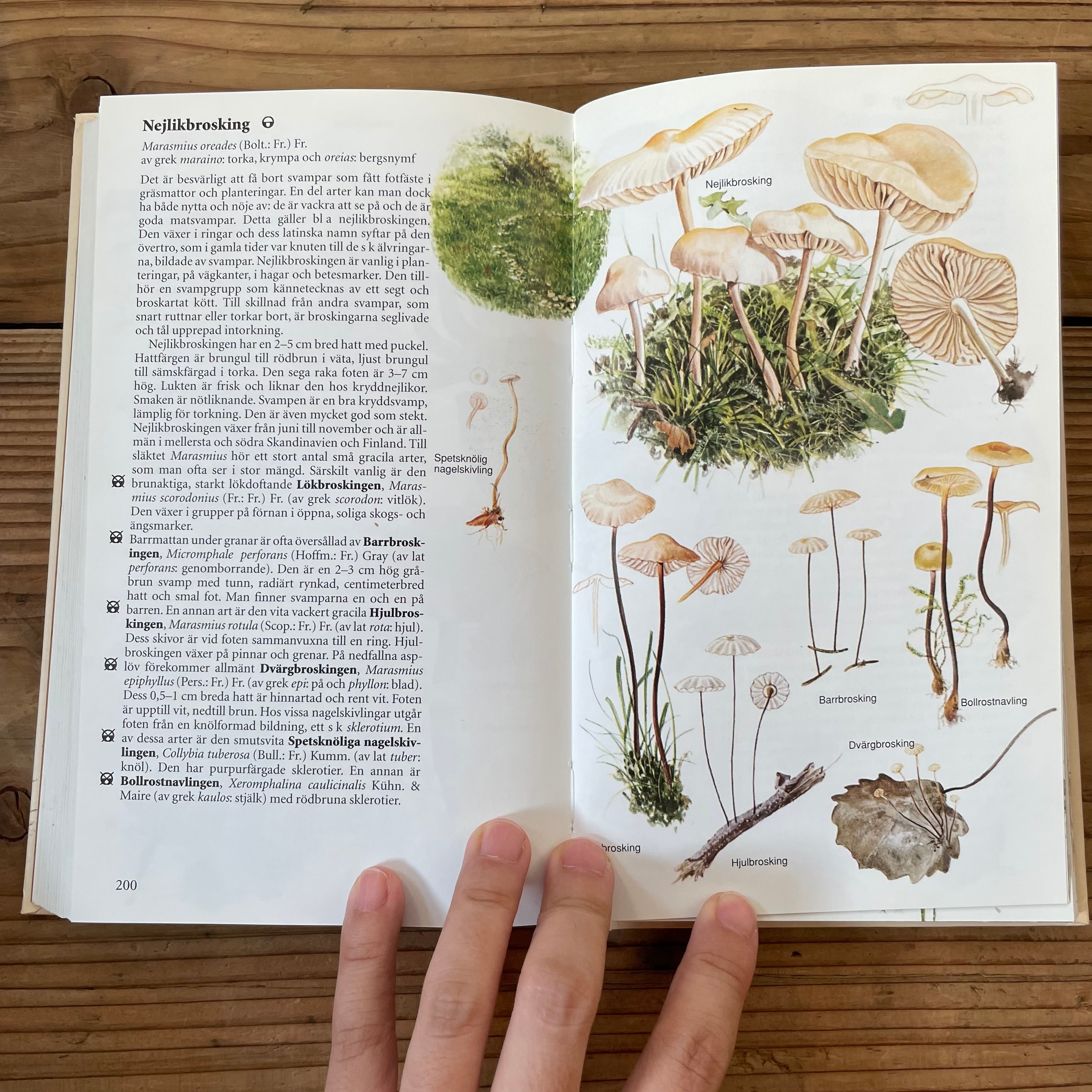 キノコ図鑑 | tsuitachi craft&brocante