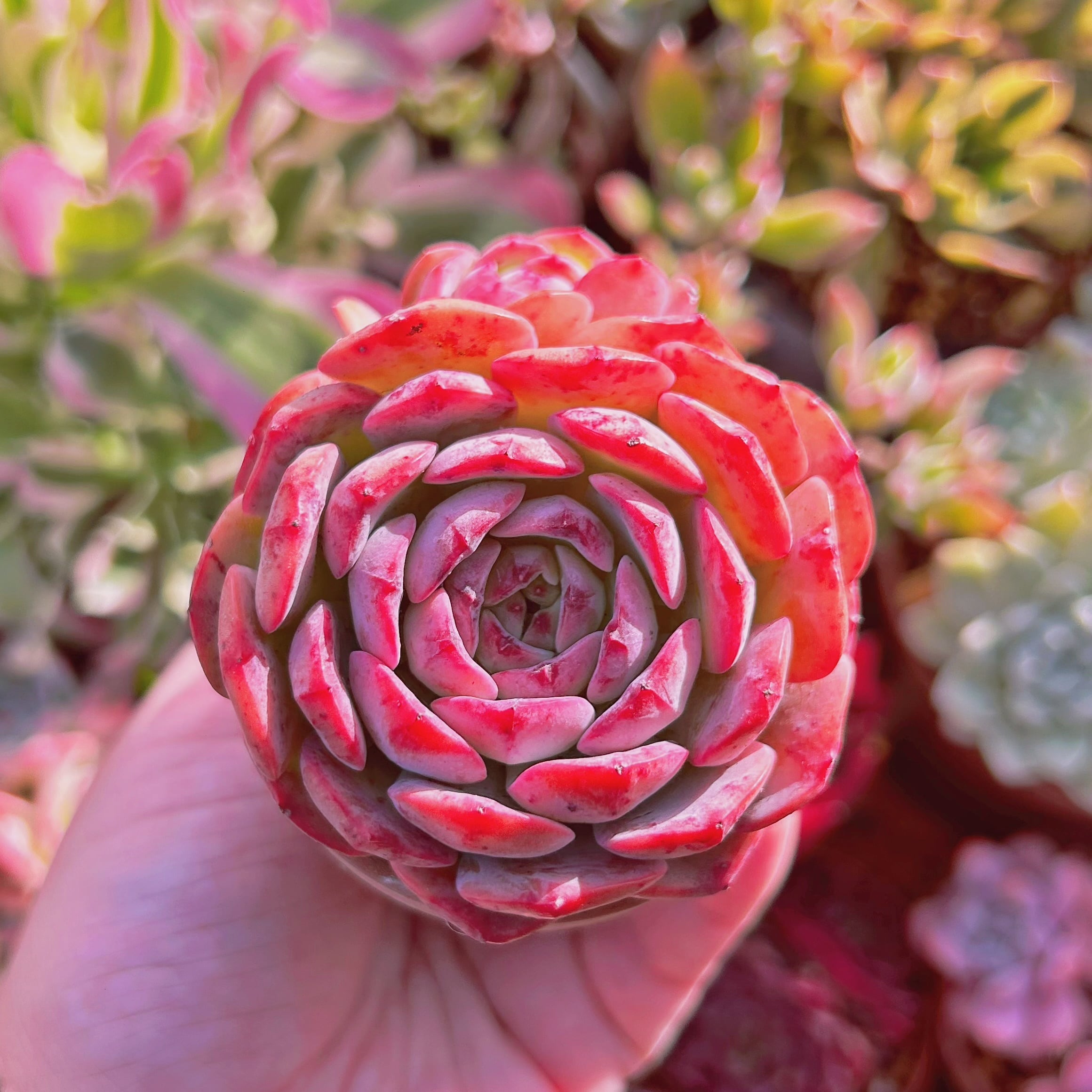 多肉植物　Echeveria  新品種　ピュアフェス 単頭