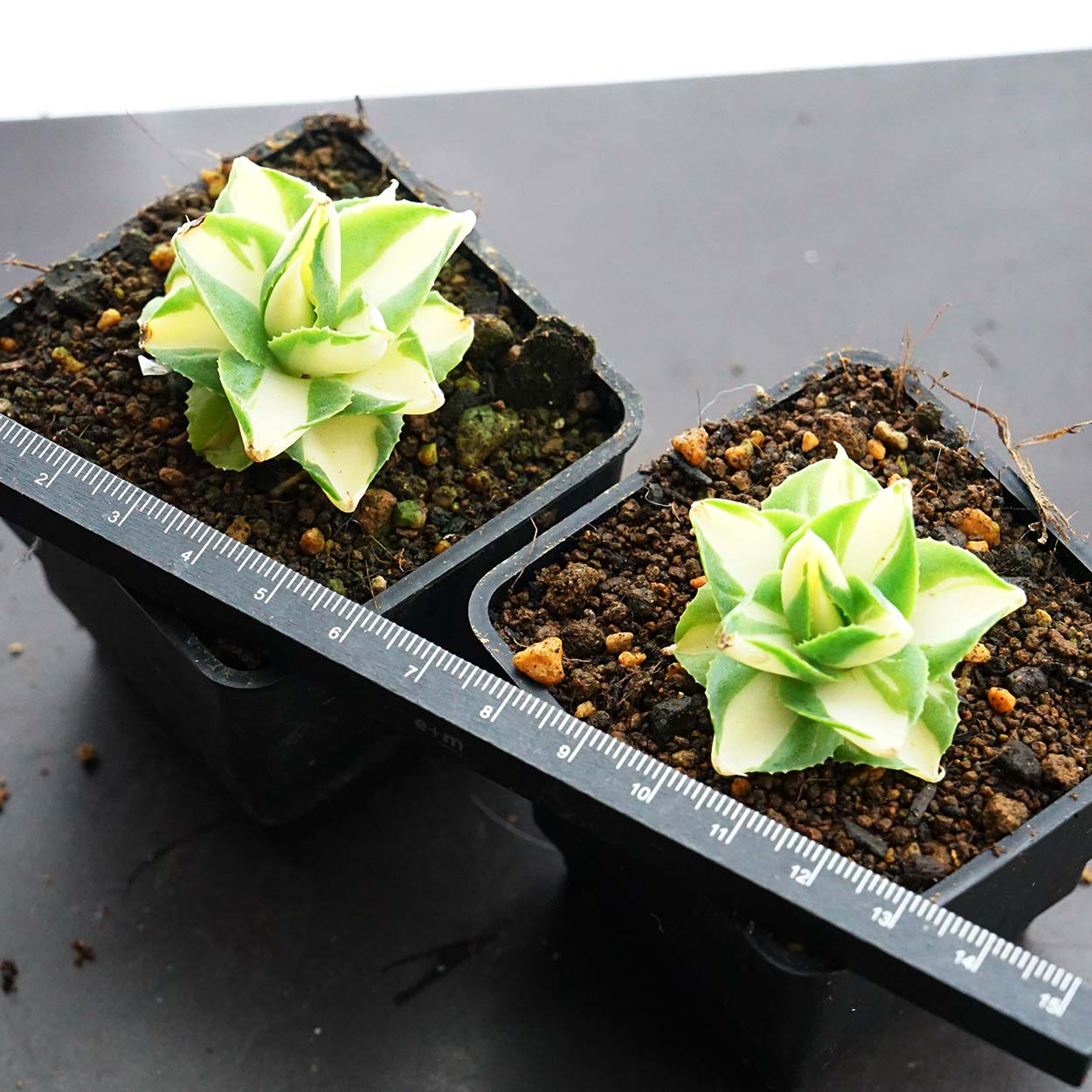 多肉植物 アガベ 氷山 選抜 白斑の多い個体 希少 斑入り 【公式通販】