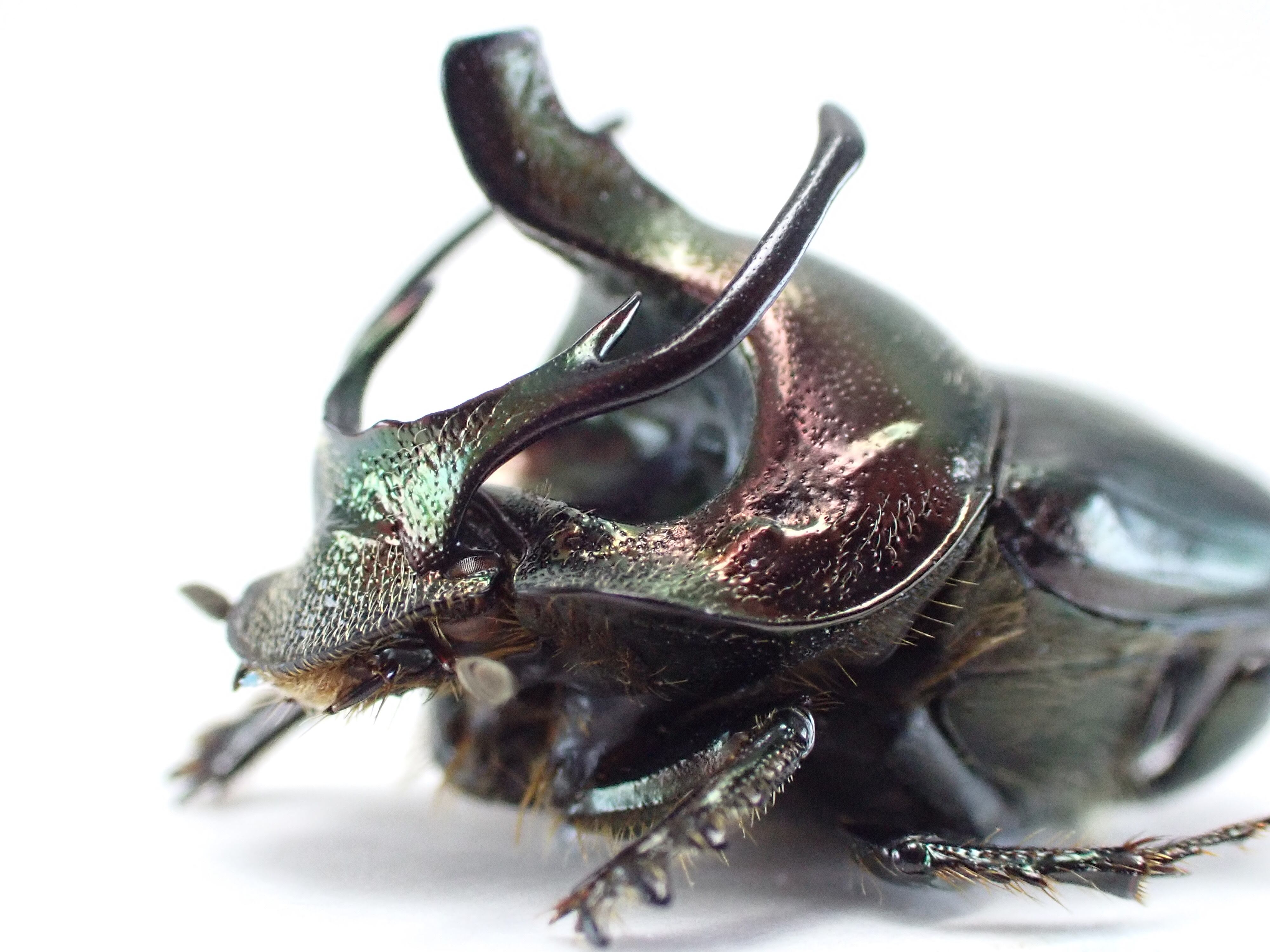 タンザニア産 Proagoderus rectefurcatus ♂♀ 14mm/14mm | 昆虫標本