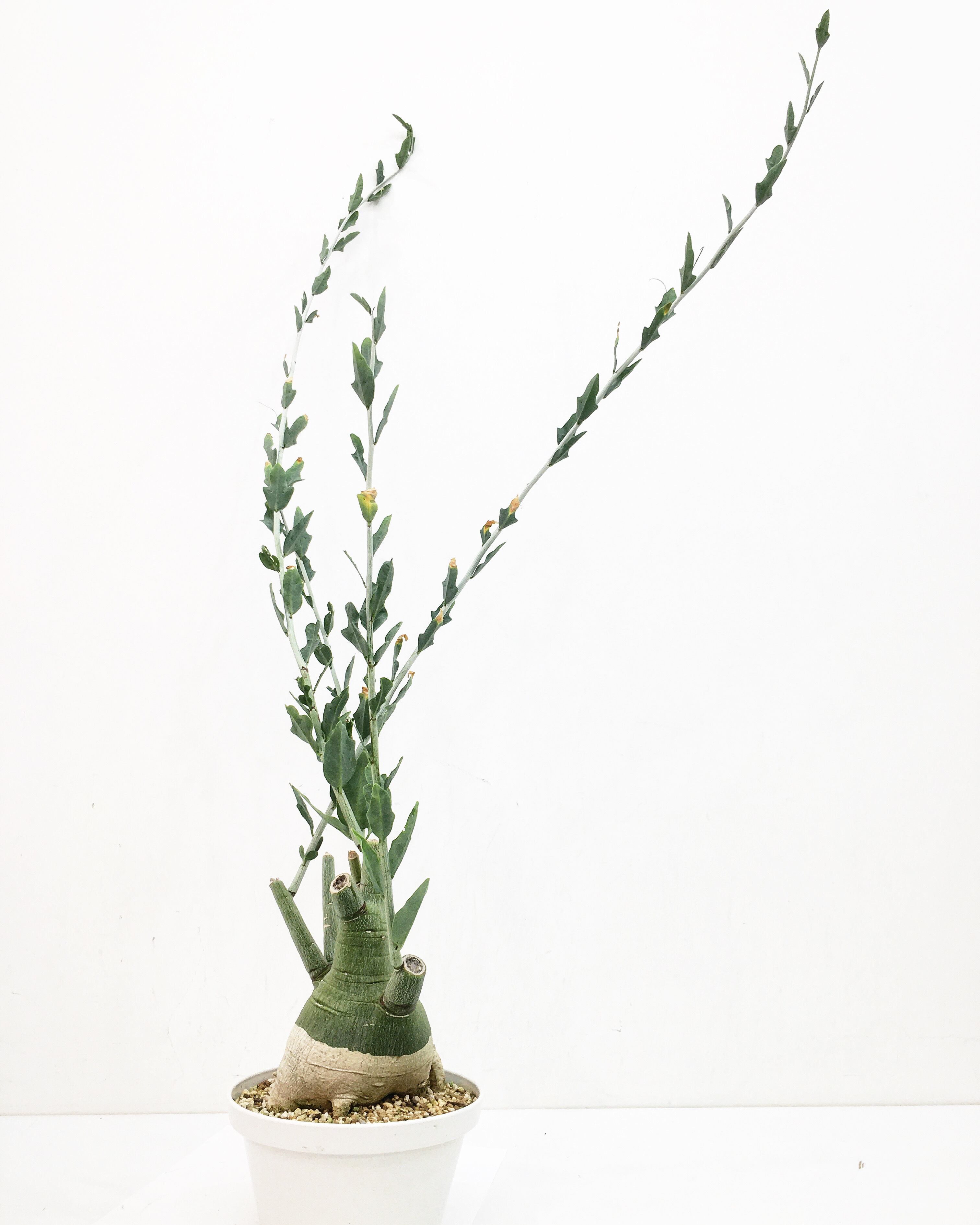 アデニア ペチュエリー Adenia pechuelii 20230908 | SPG  